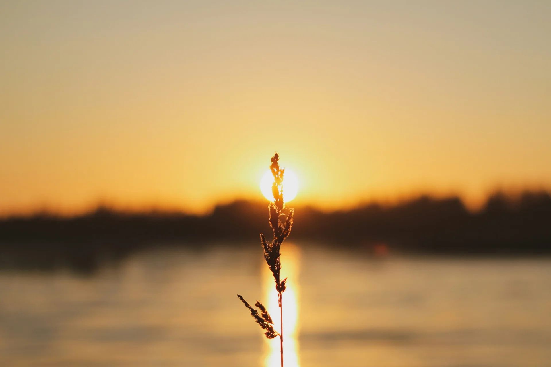 Flower stem silhouetted against a sunset over a lake