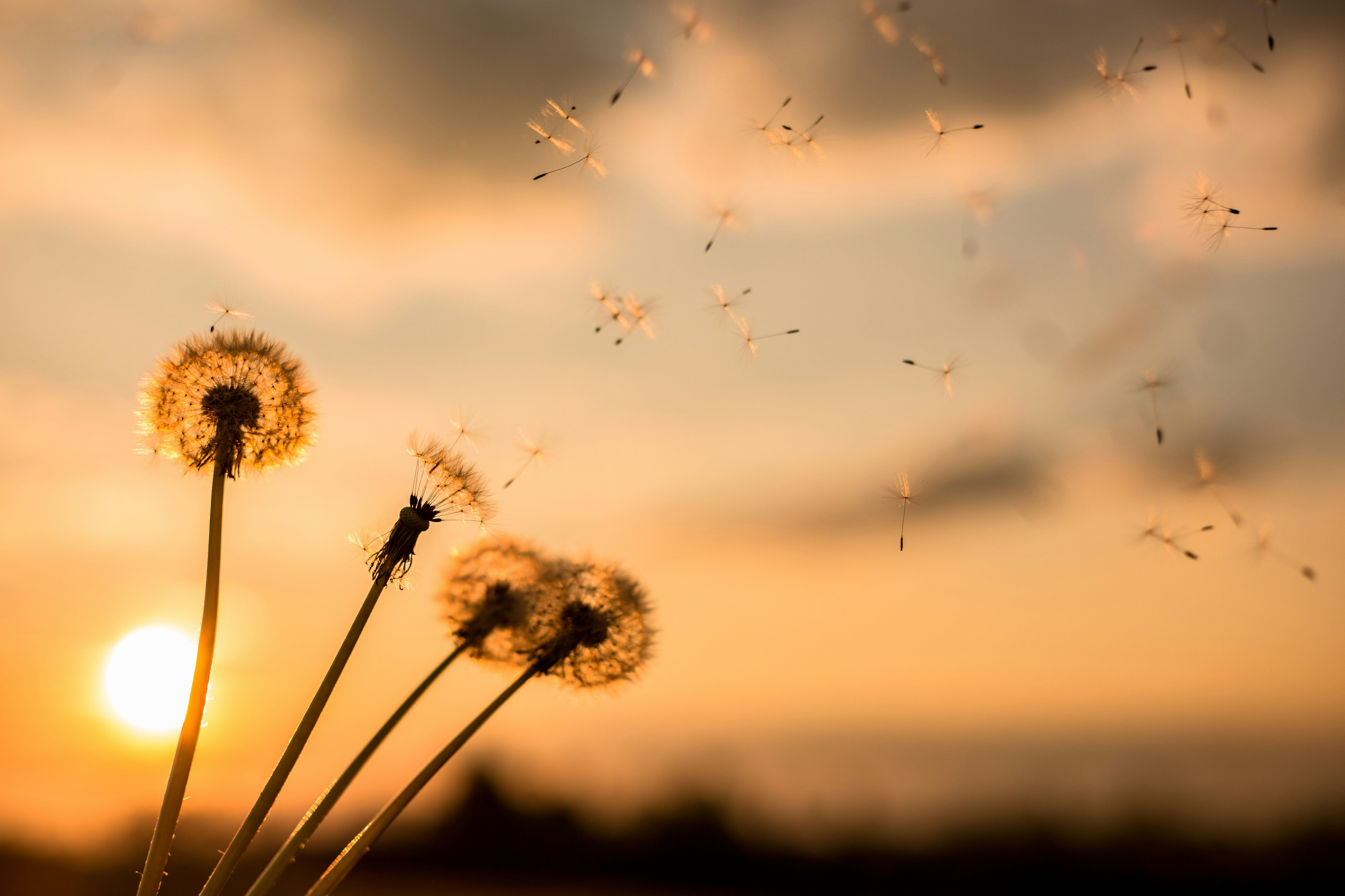 Dandelion in the wind at sunset