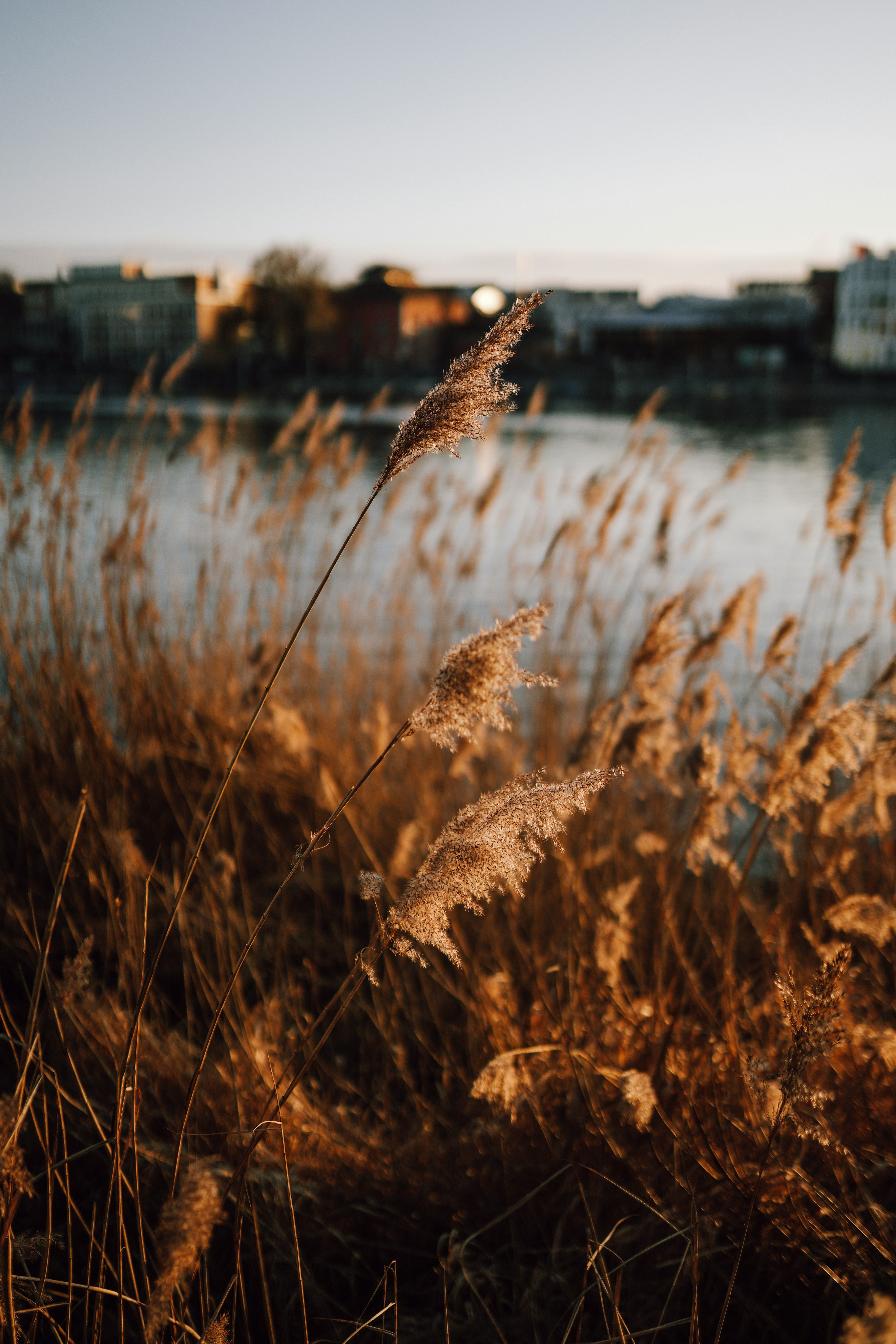 Reeds swaying in the wind