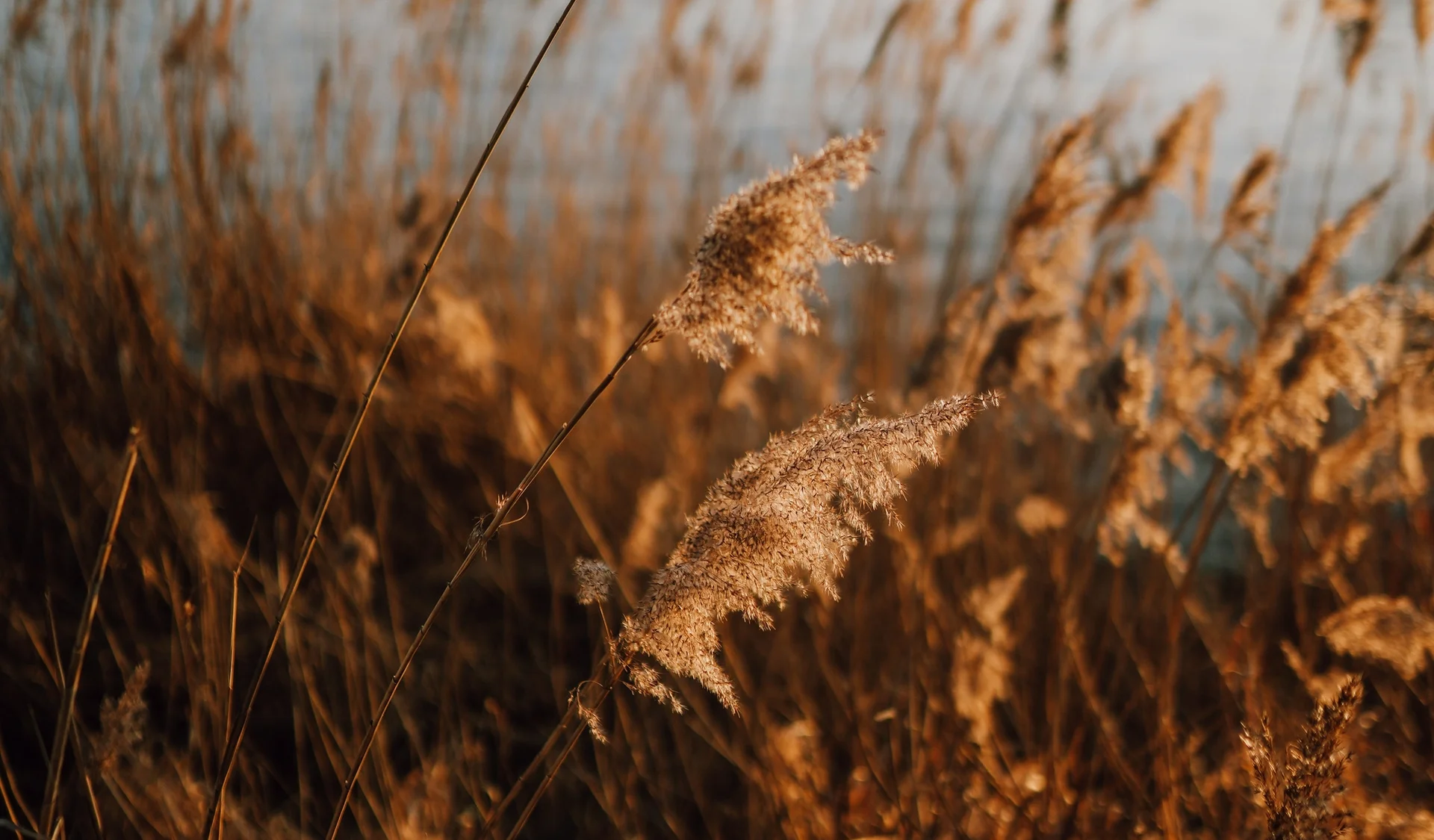 Reeds swaying in the wind