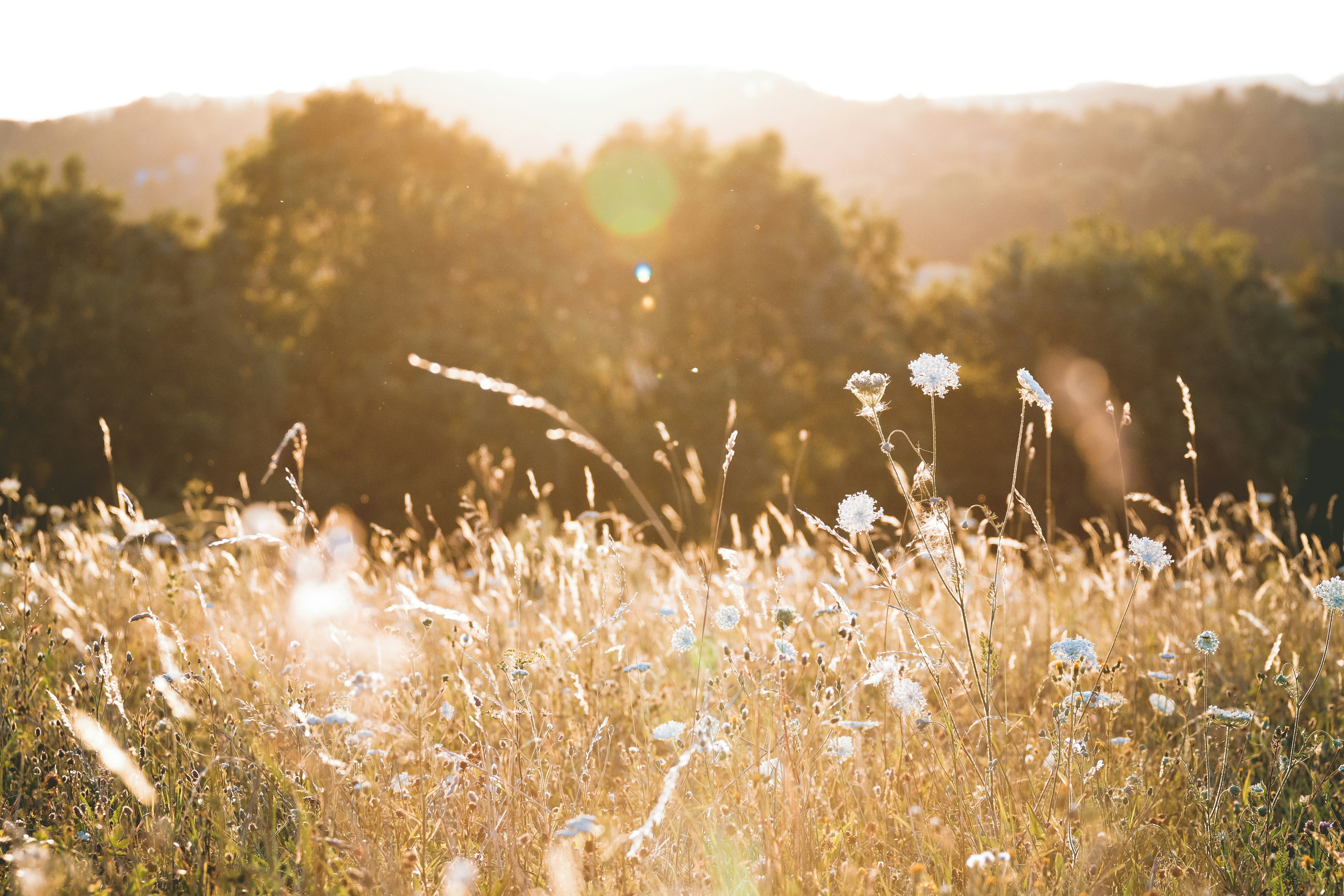 Flower meadow bathed in golden hour light