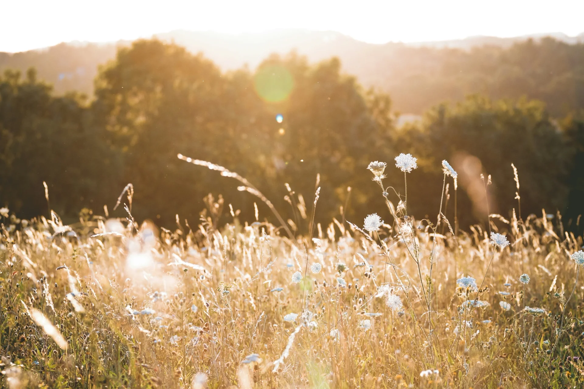Flower meadow bathed in golden hour light