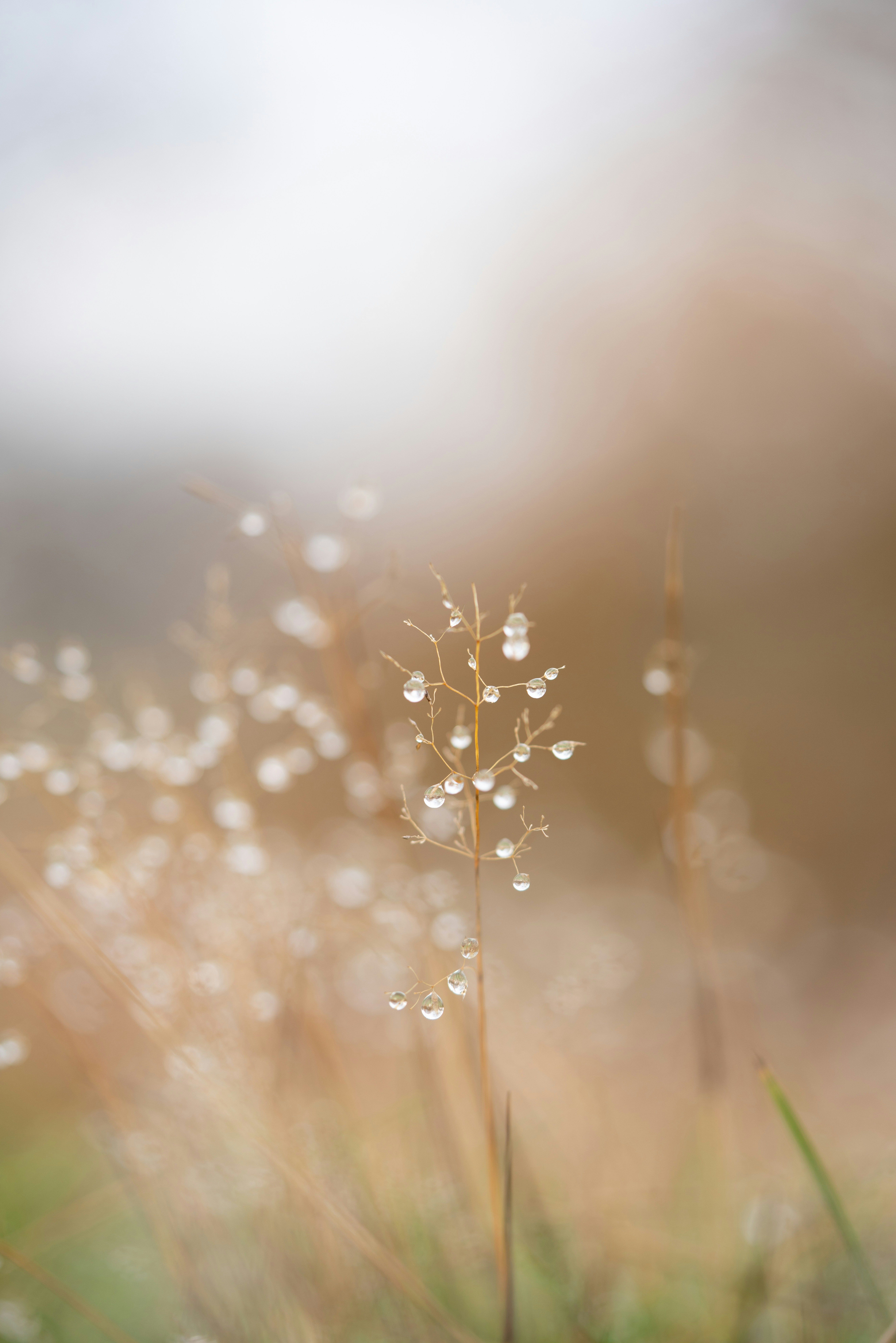 Plant with water droplets