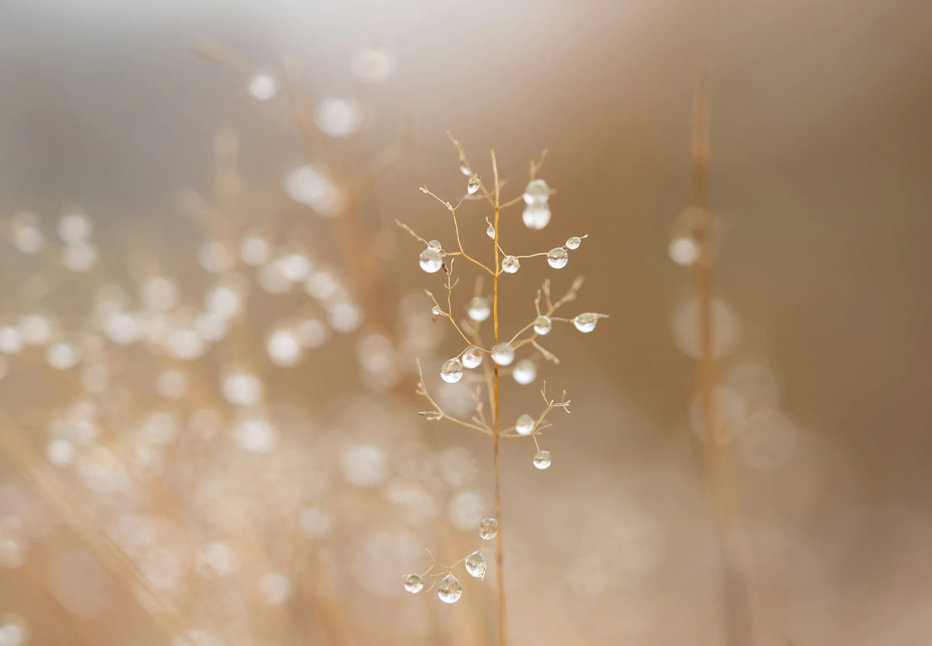 Plant with water droplets