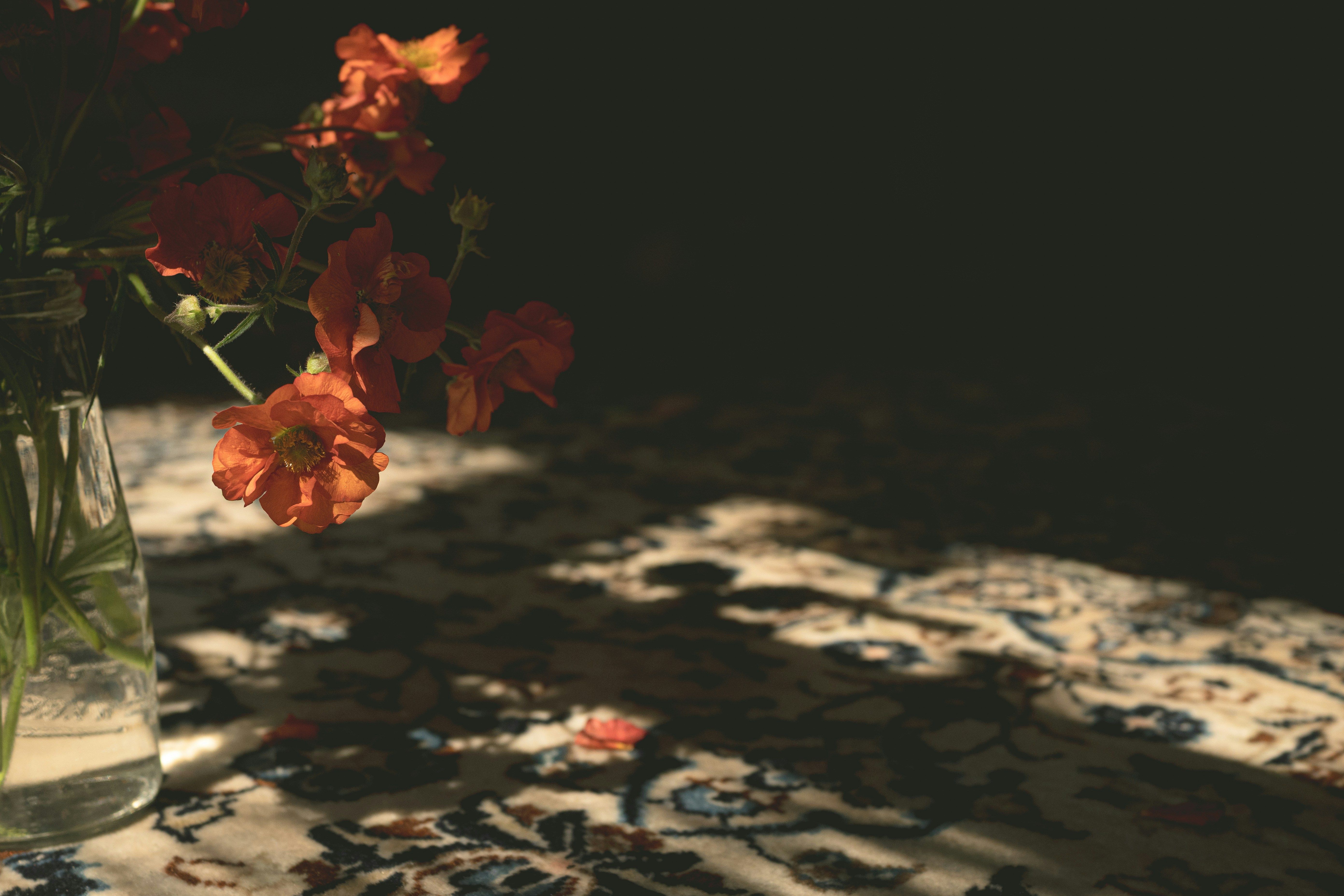 Poppies in a vase, light coming from the left casting shadows