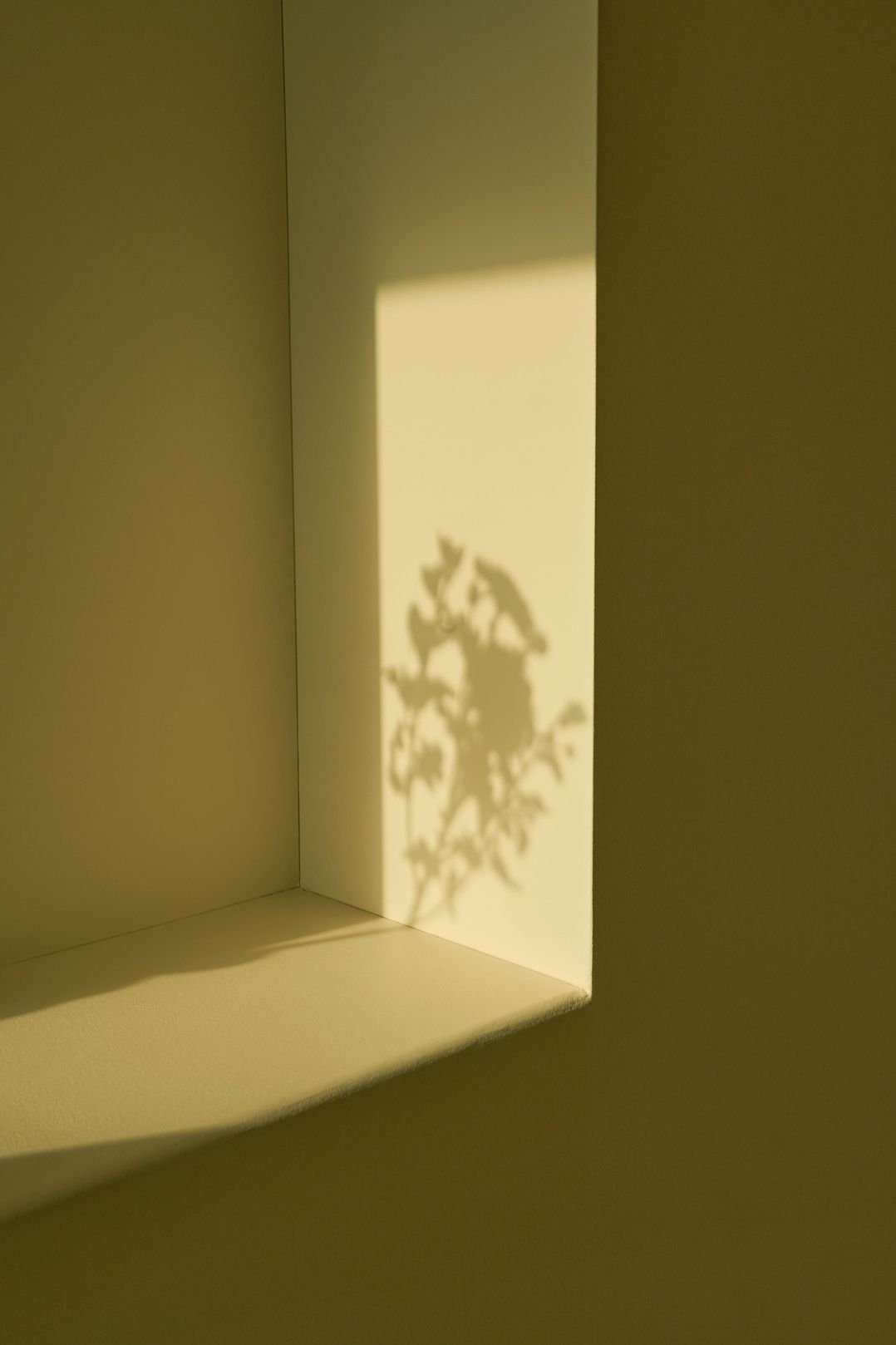 A shadow of a plant in the sunlight 