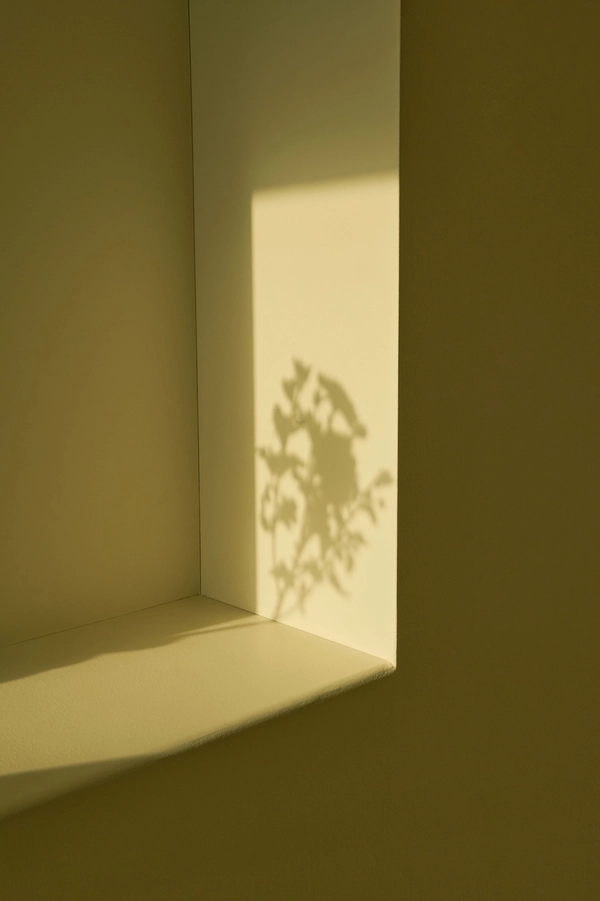 A shadow of a plant in the sunlight