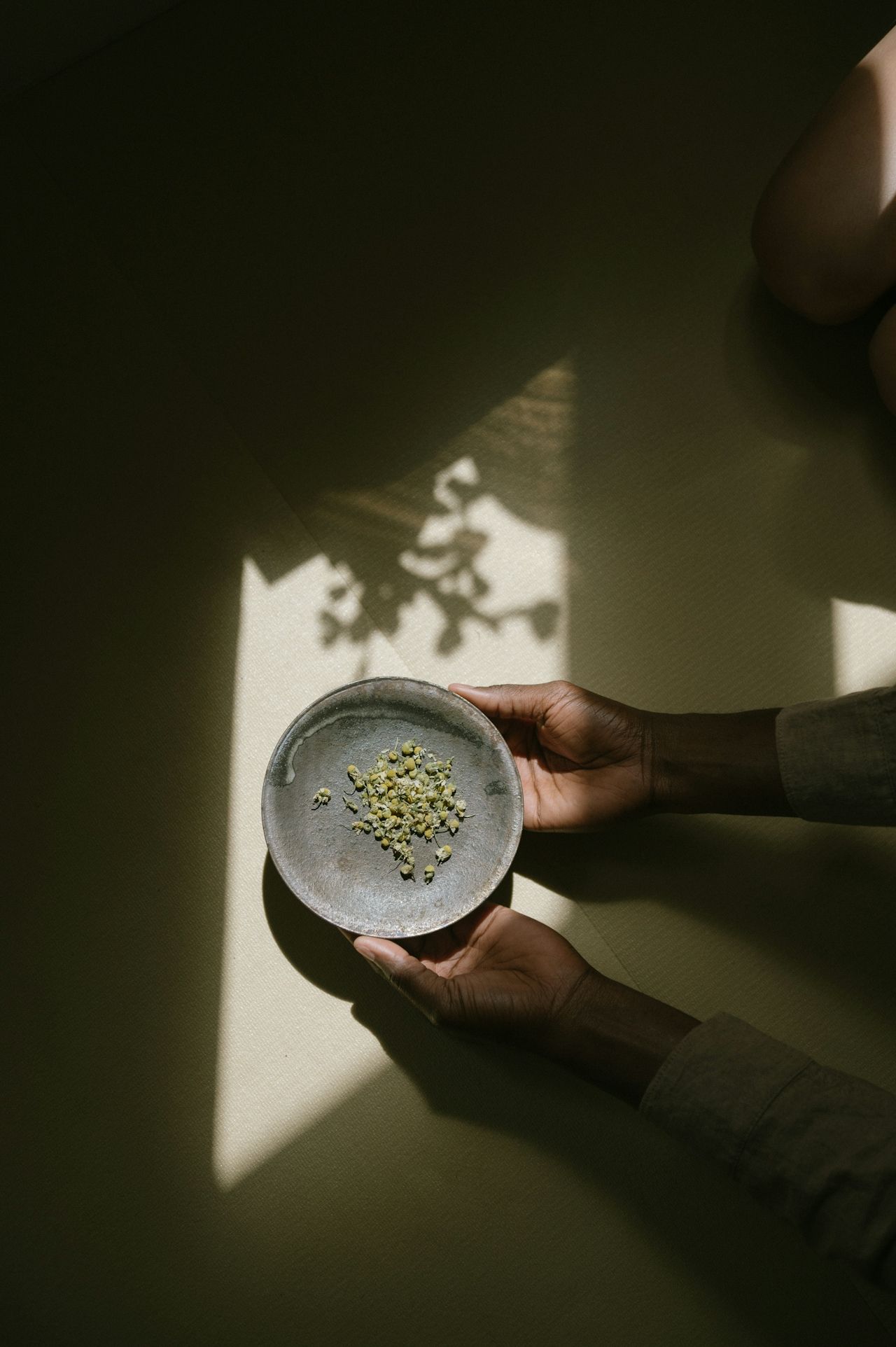 Hands hold a bowl of dried chamomile under dappled sunlight.