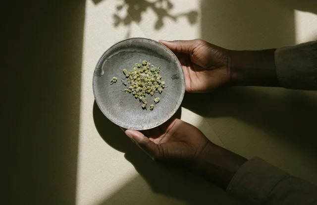 Hands hold a bowl of dried chamomile under dappled sunlight.