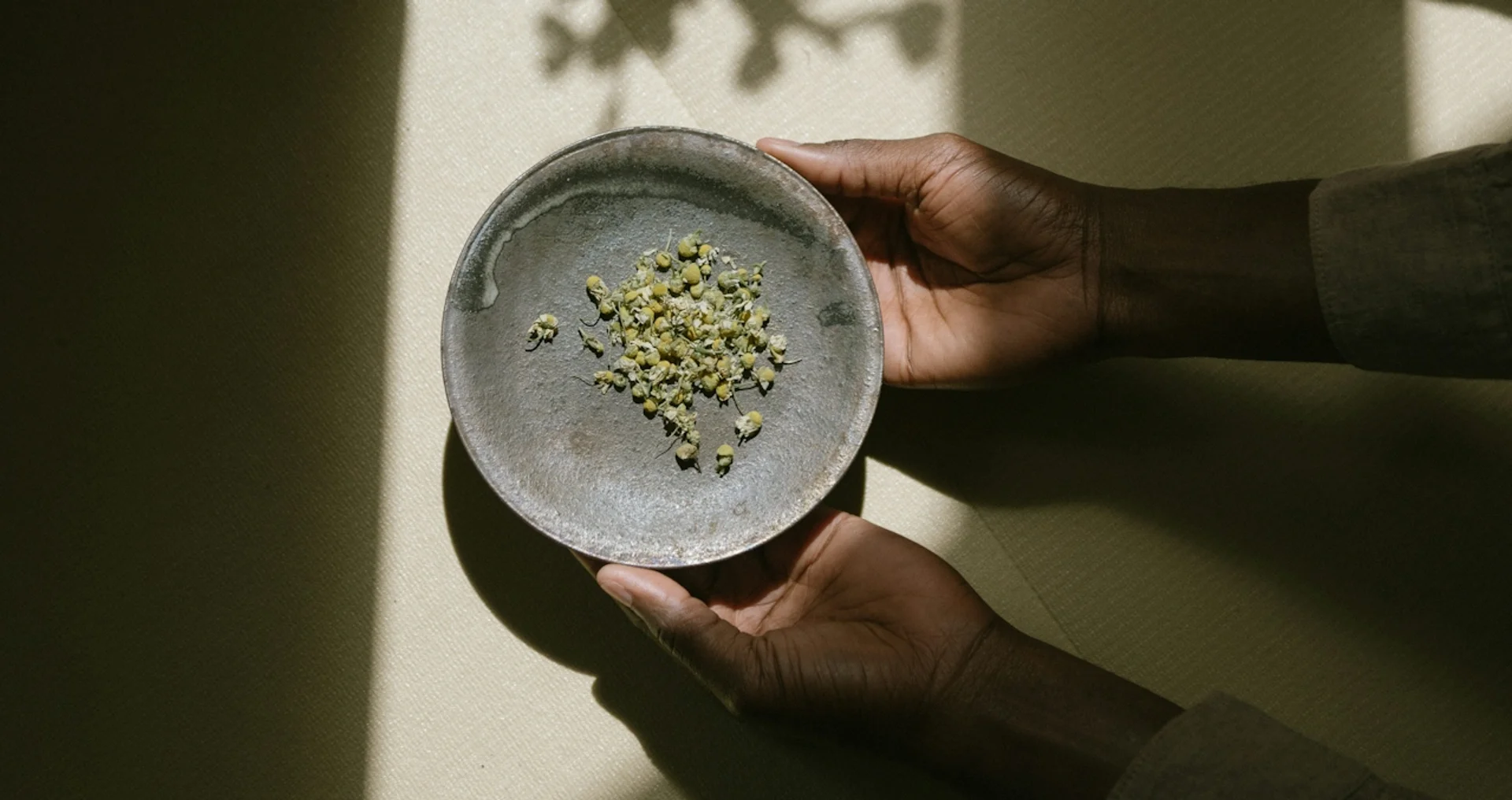 Hands hold a bowl of dried chamomile under dappled sunlight.