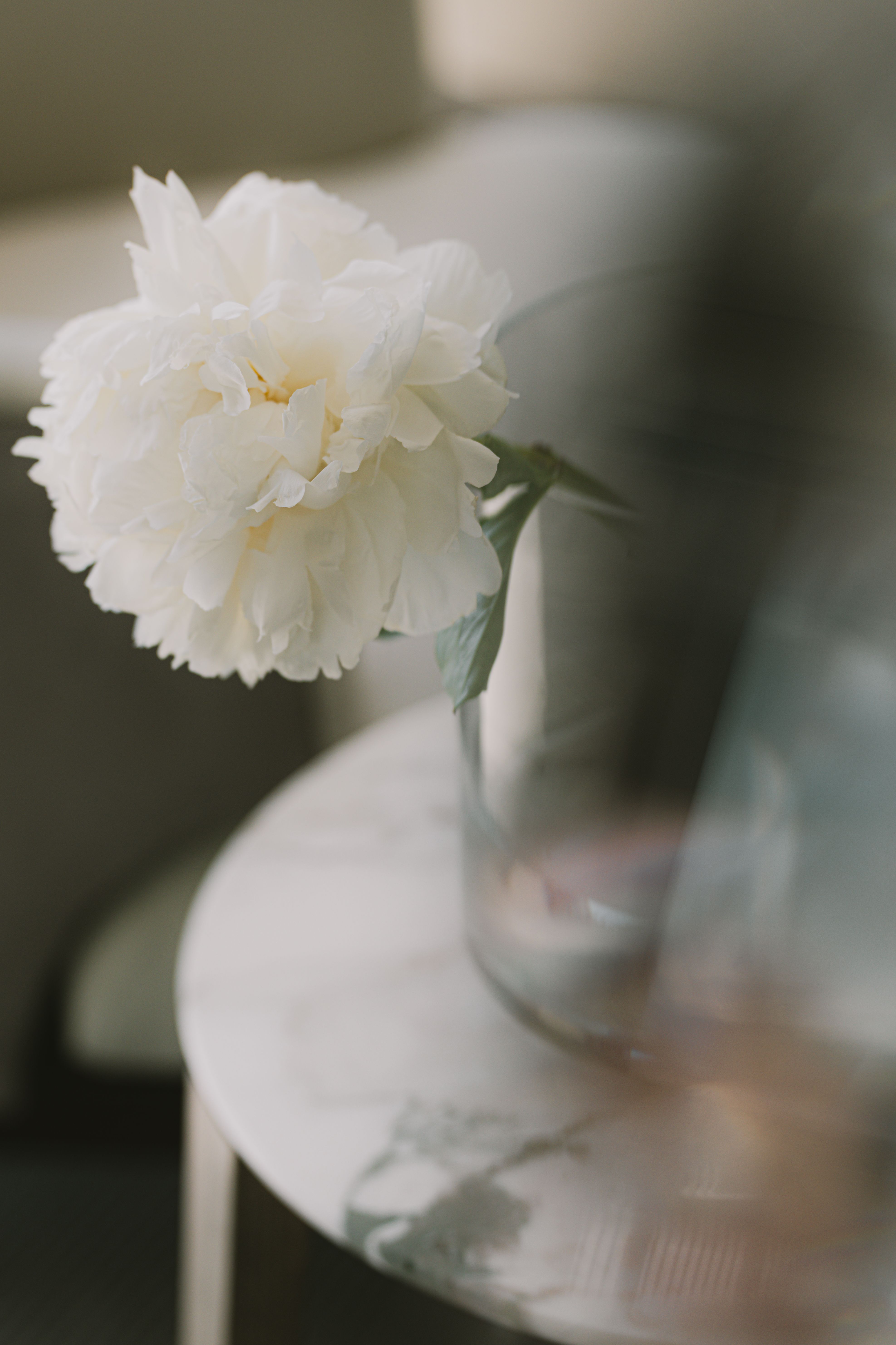 Flower in a vase