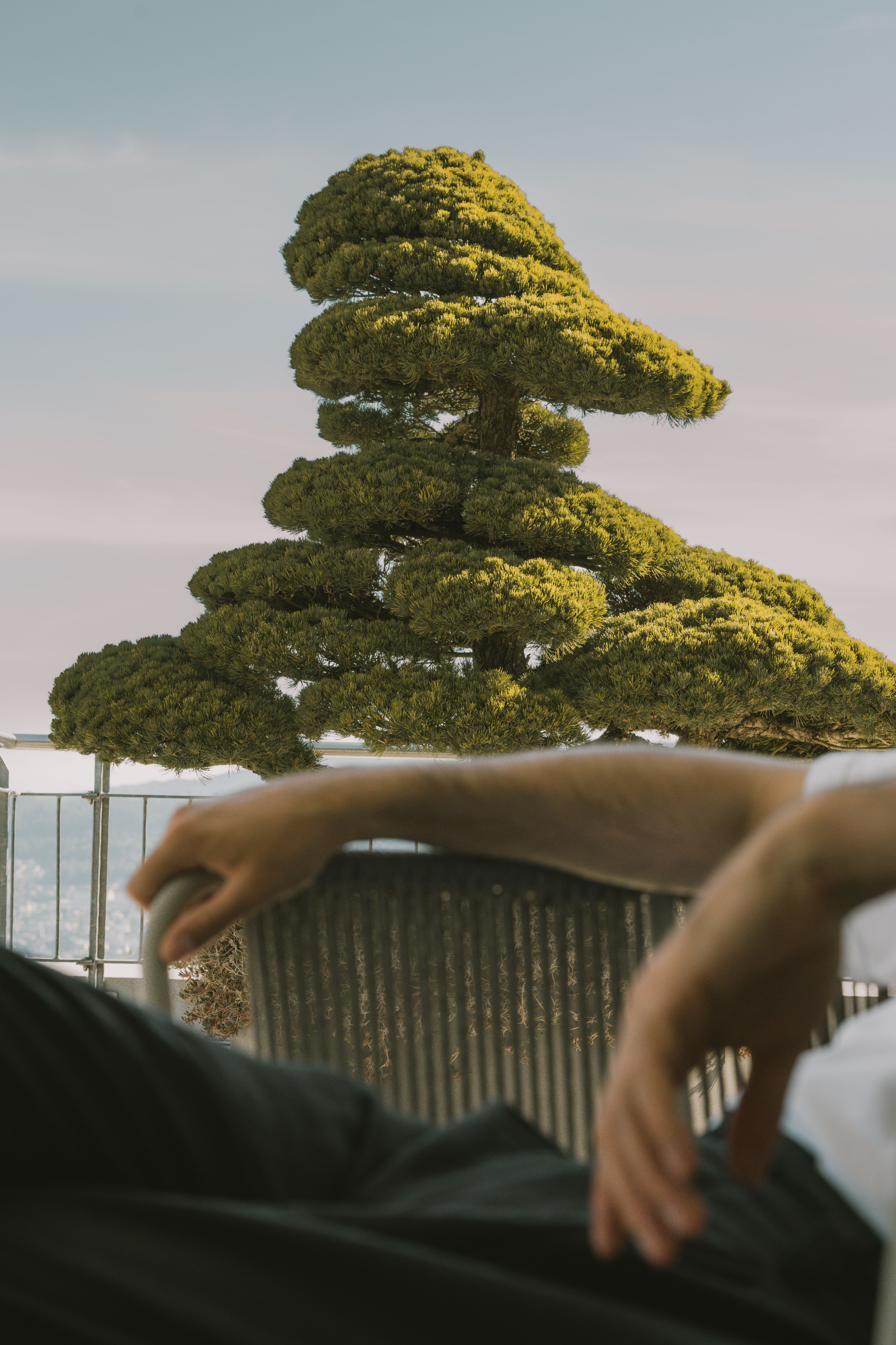 A man’s arm in a lounge chair and a tree in the background