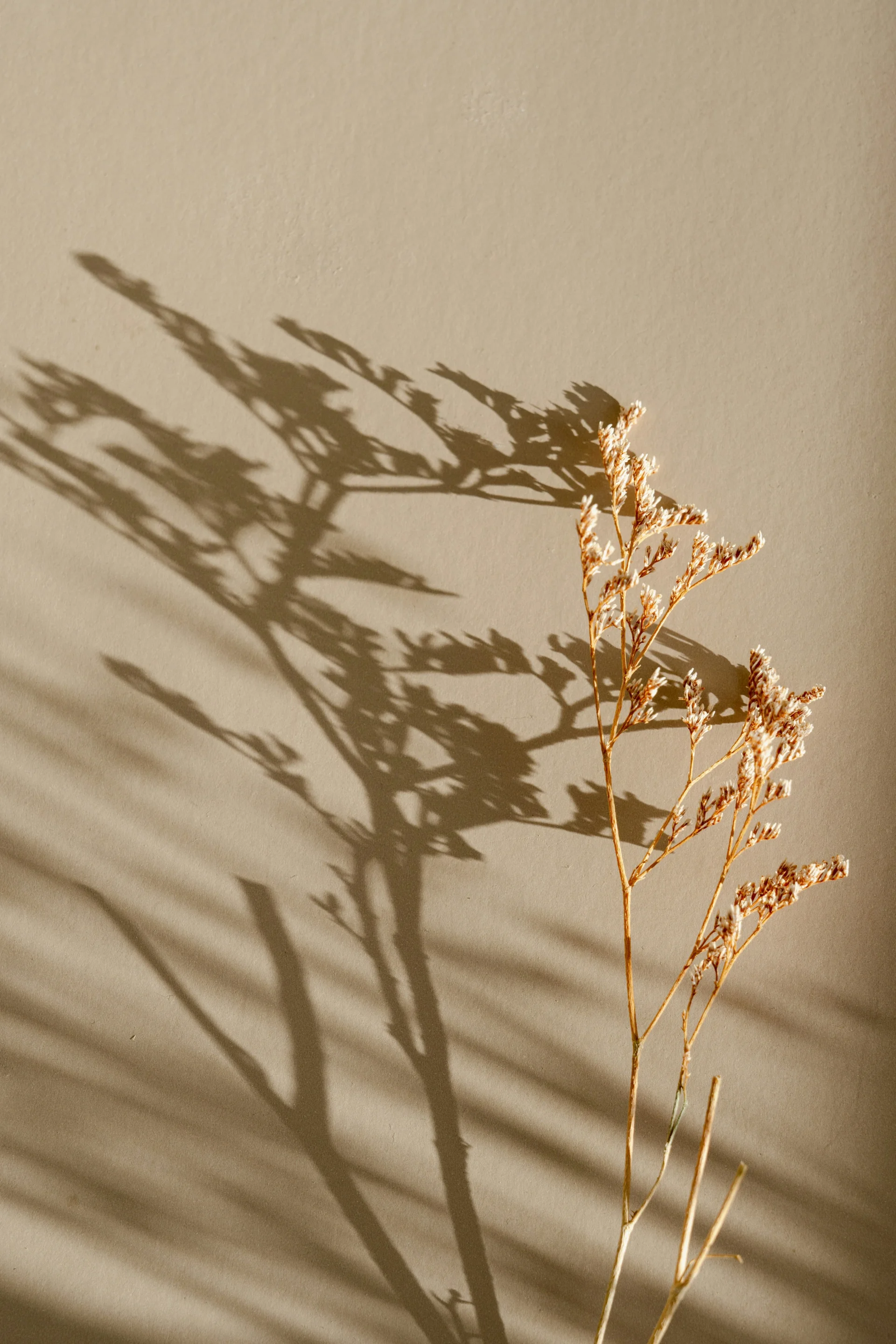 Image used as placeholder