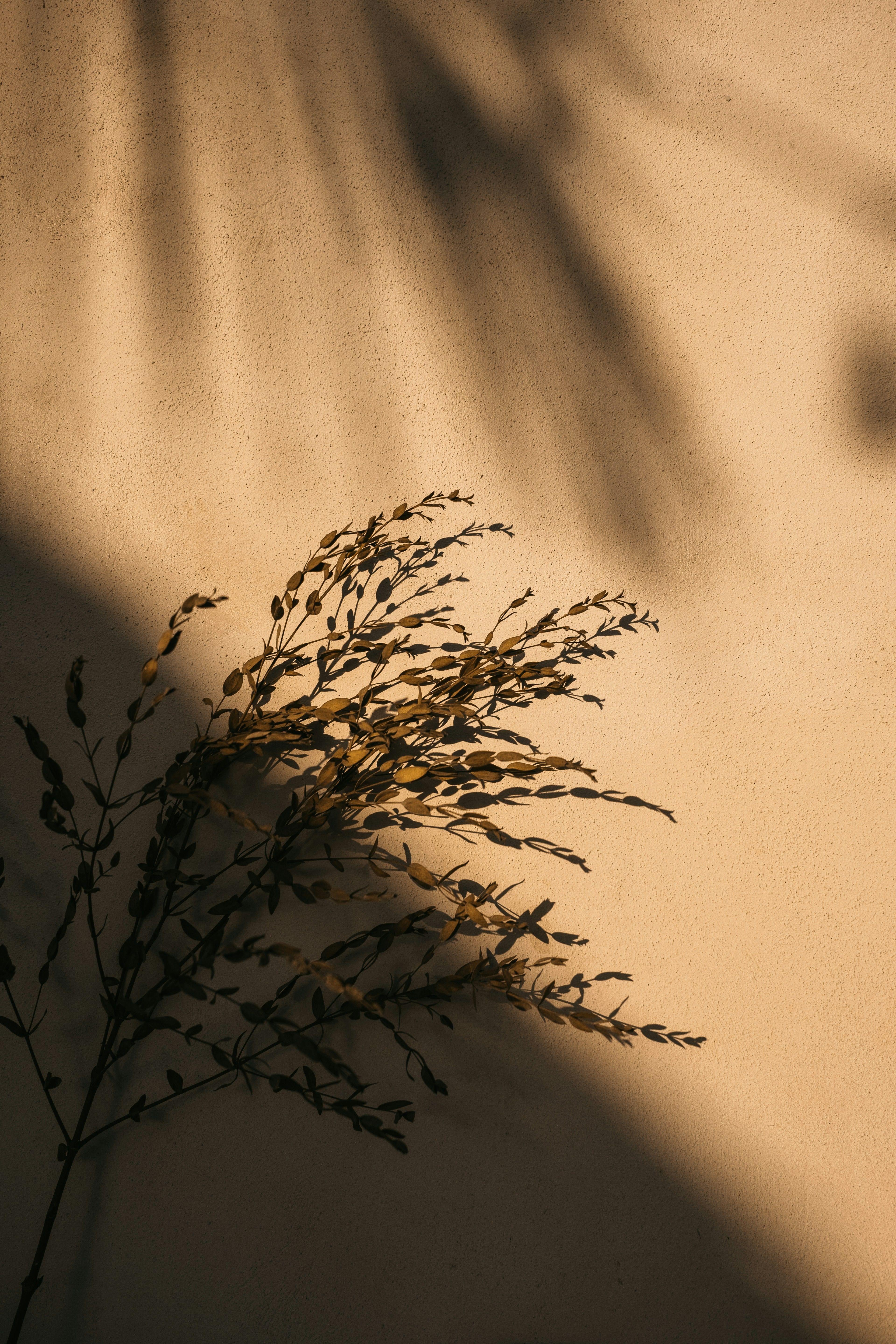 Flower meadow bathed in golden hour light