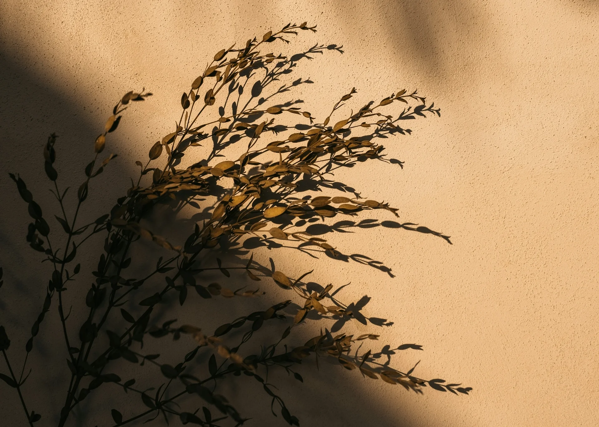 Flower meadow bathed in golden hour light