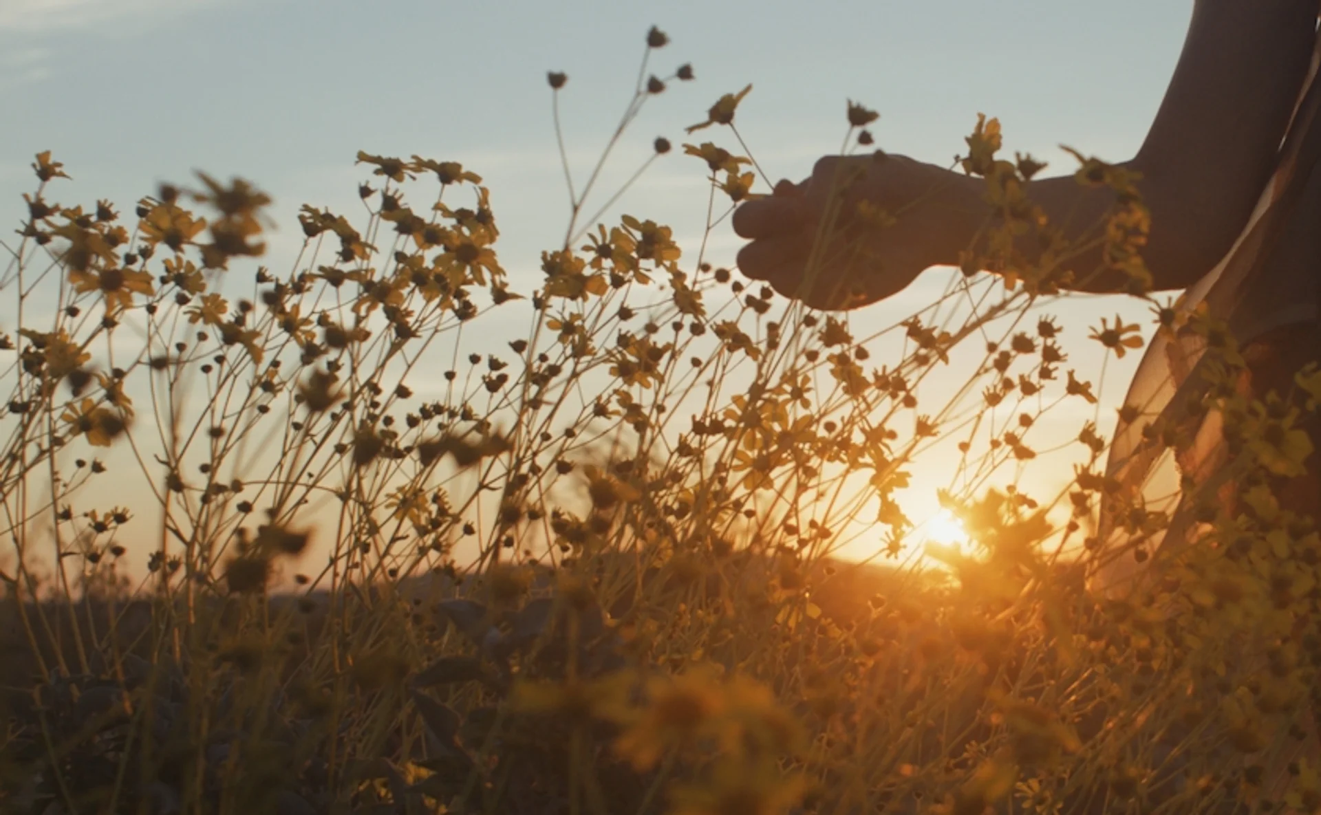Flower meadow at sunset, a hand gently brushing through the flowers