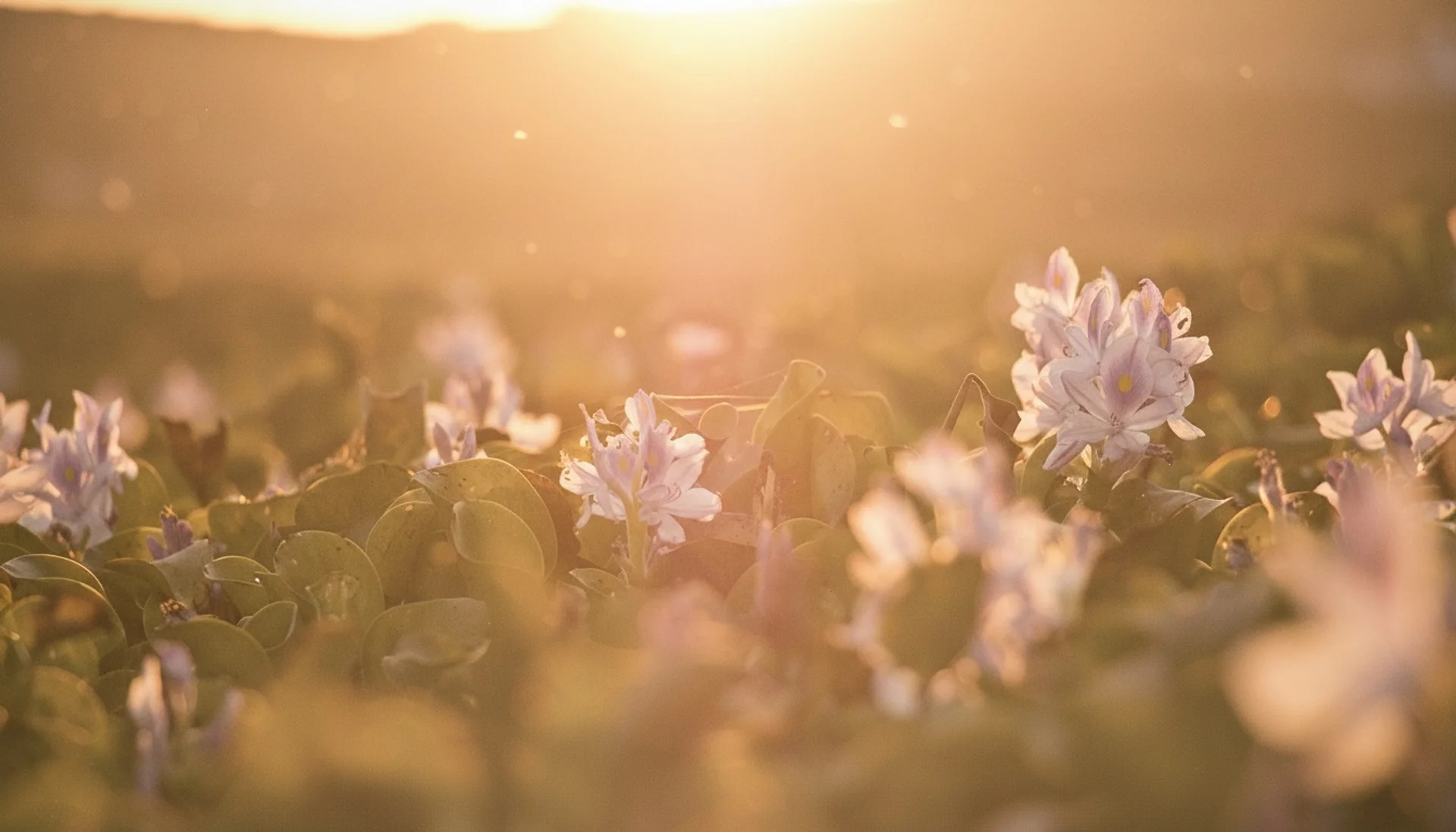 Flower field during sunset in pale colors
