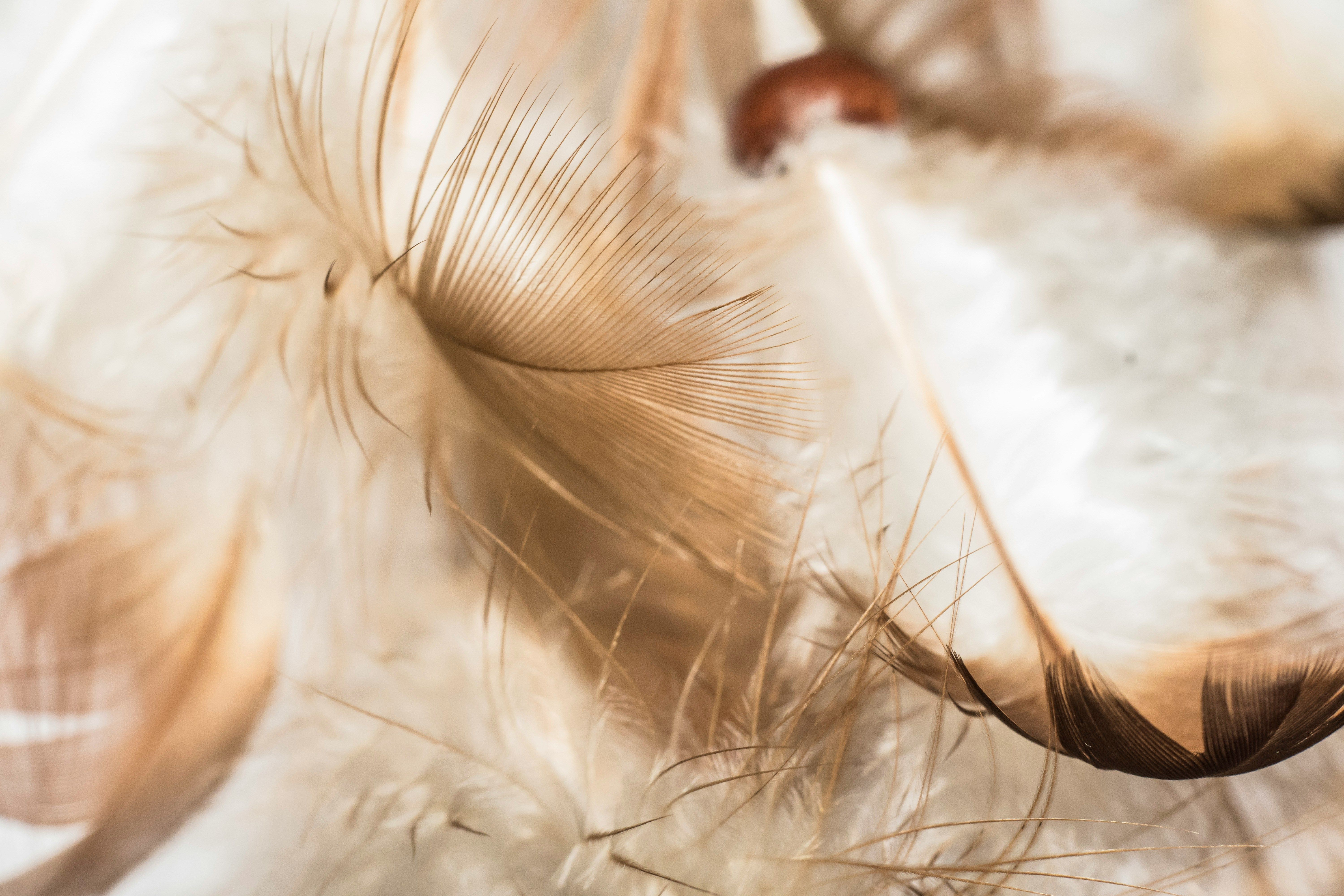 Close-up of feathers floating in the air