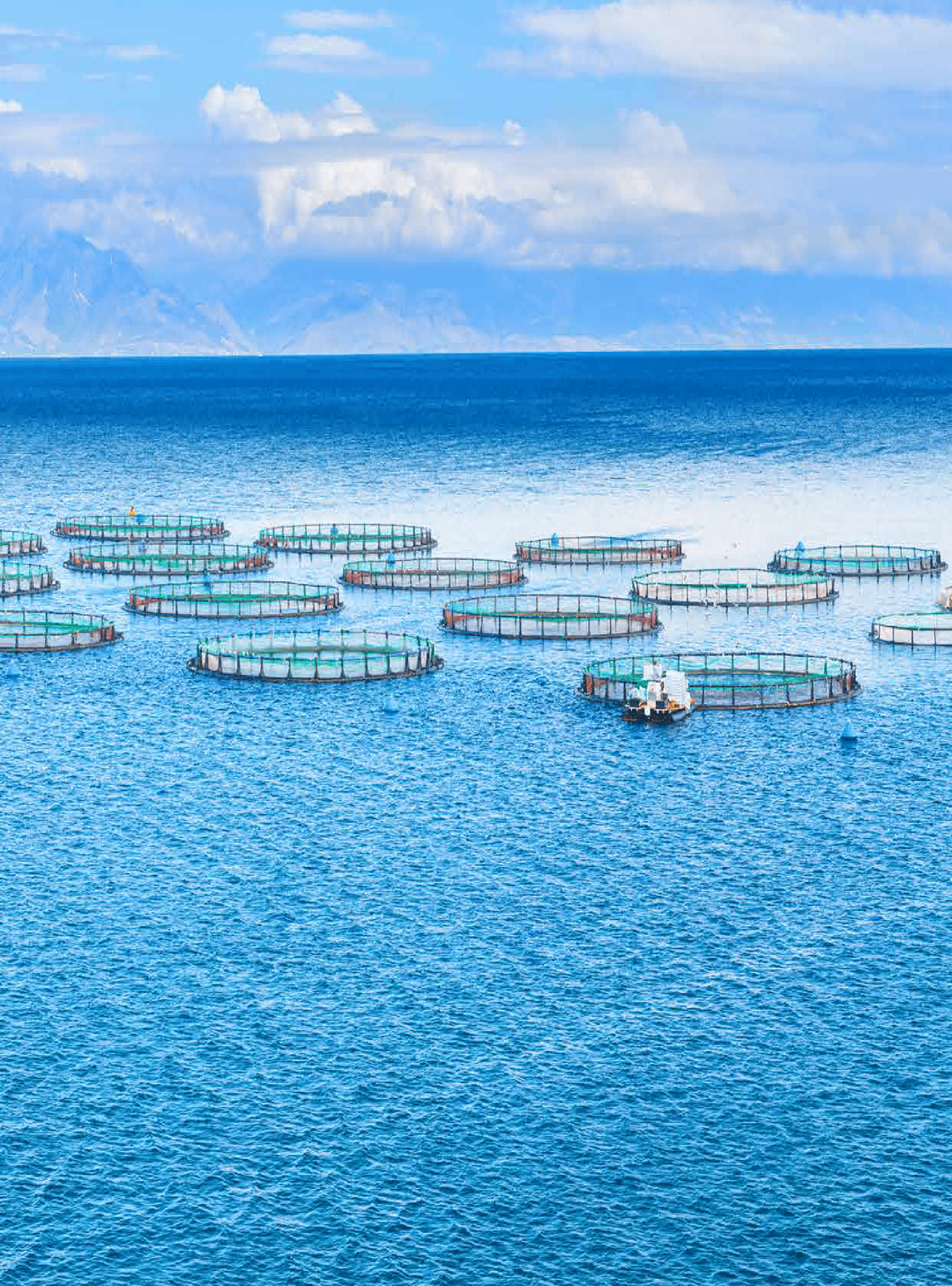 Aquaculture in East Africa: Growth, Opportunities, and Challenges