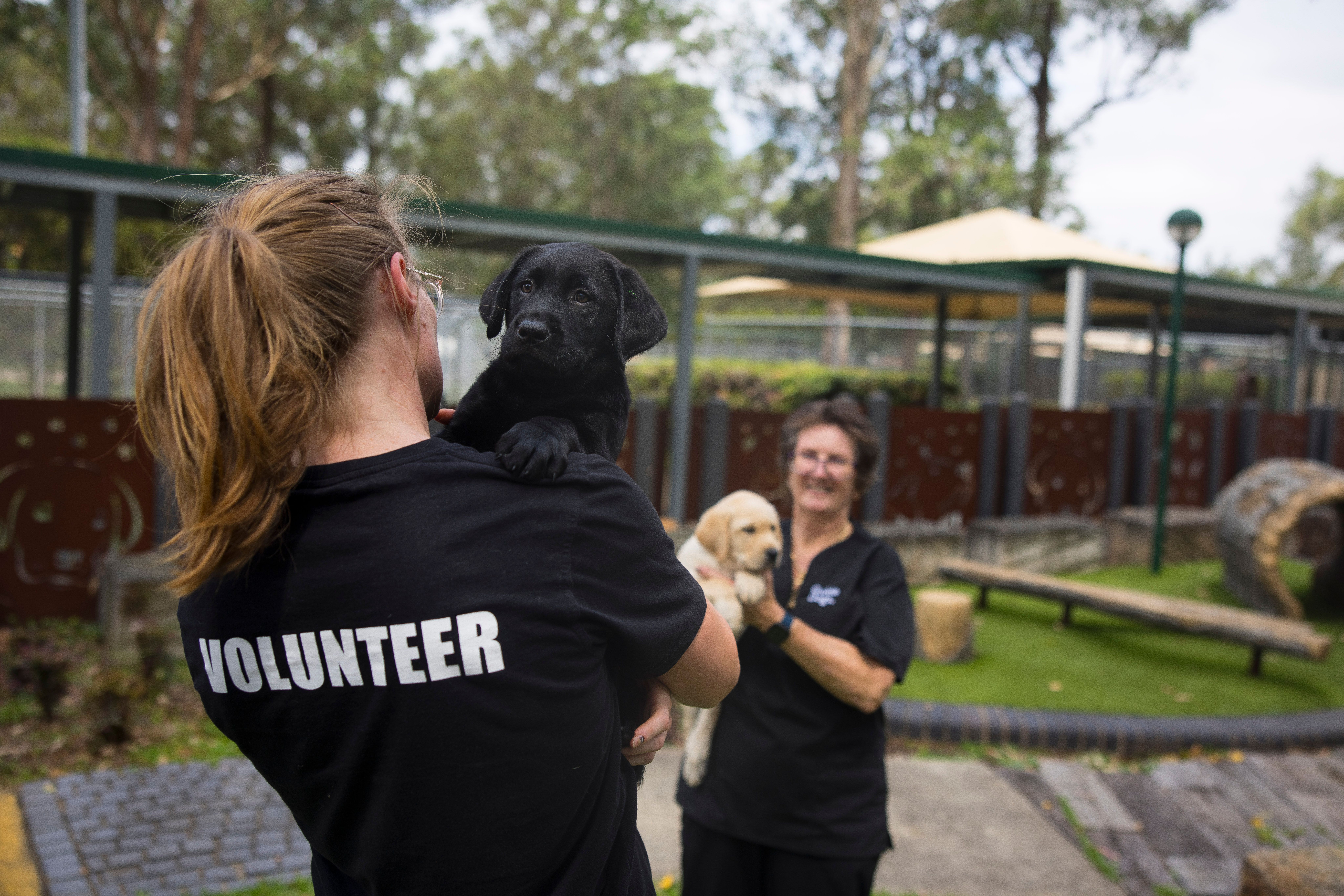 A volunteer holding a black Labrador puppy. 