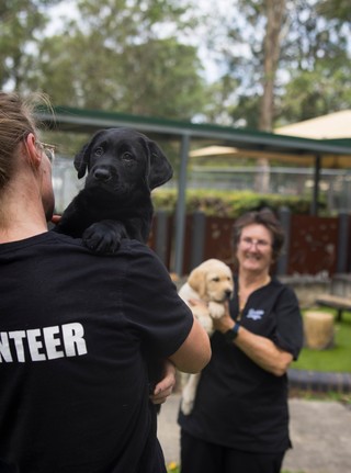 A volunteer holding a black Labrador puppy.