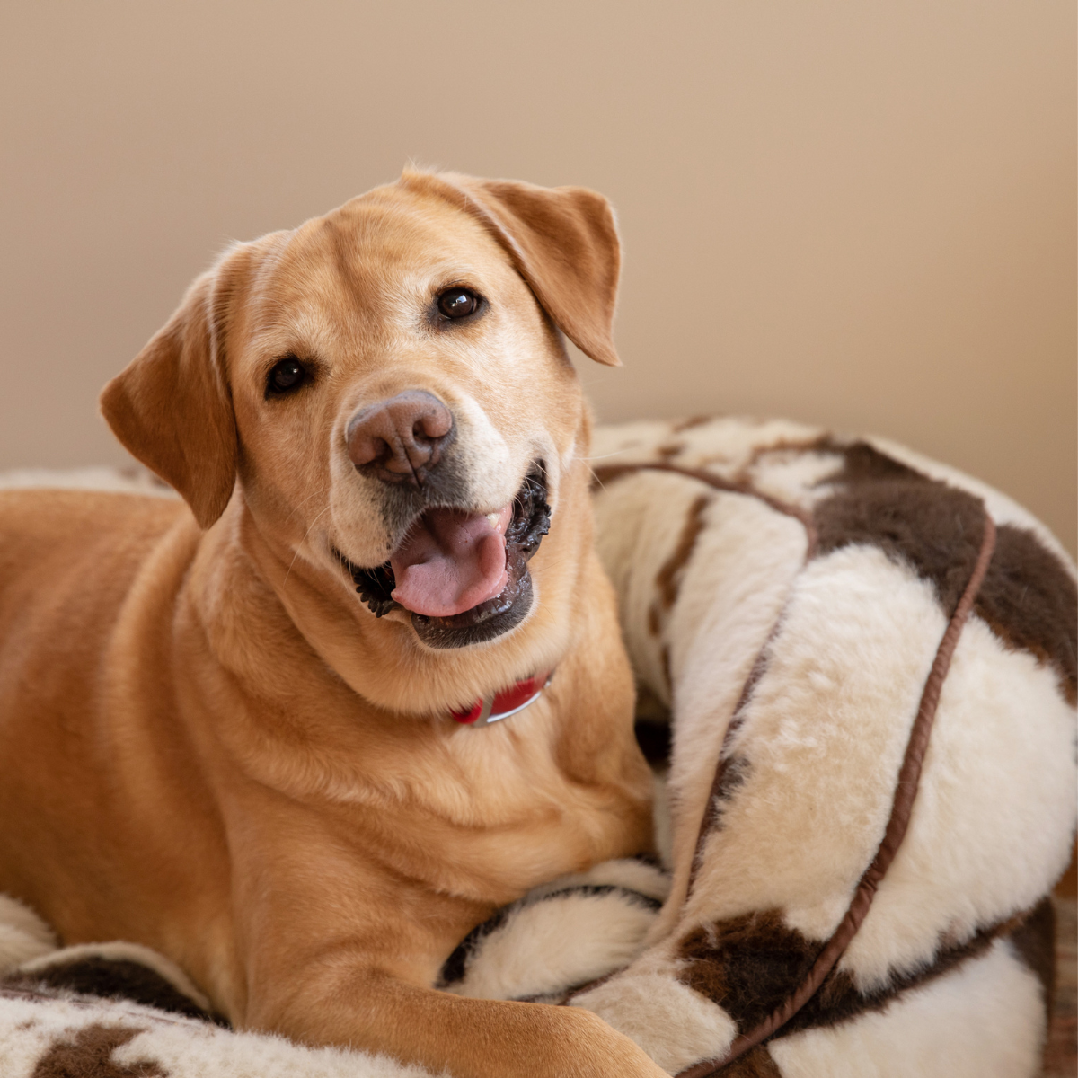 Retired Guide Dog Winnie. 