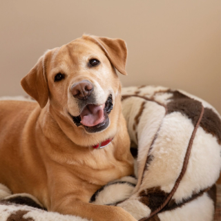 Retired Guide Dog Winnie.