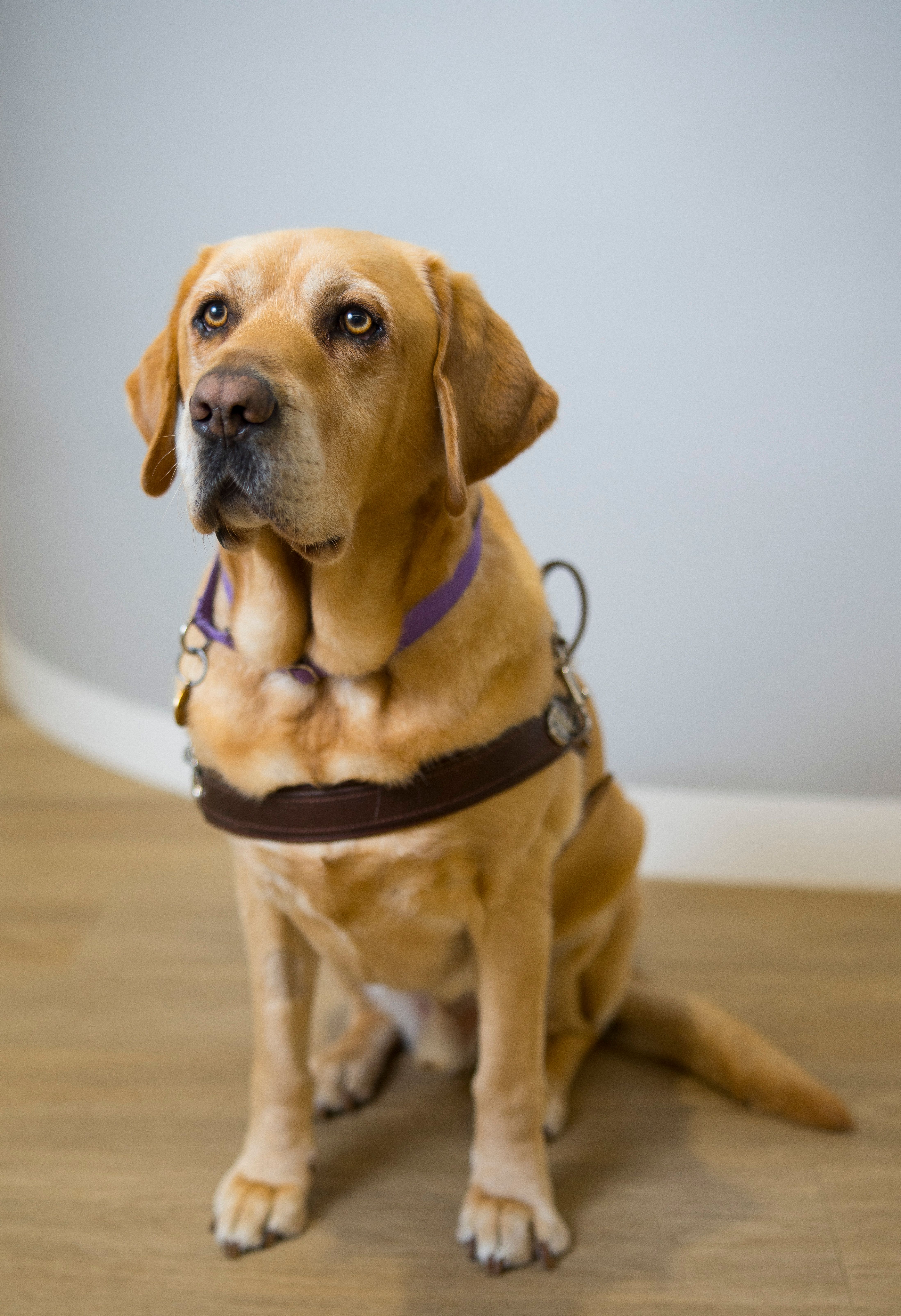 A yellow Labrador Guide Dog sitting in harness.