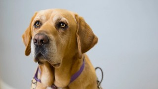 A yellow Labrador Guide Dog sitting in harness.
