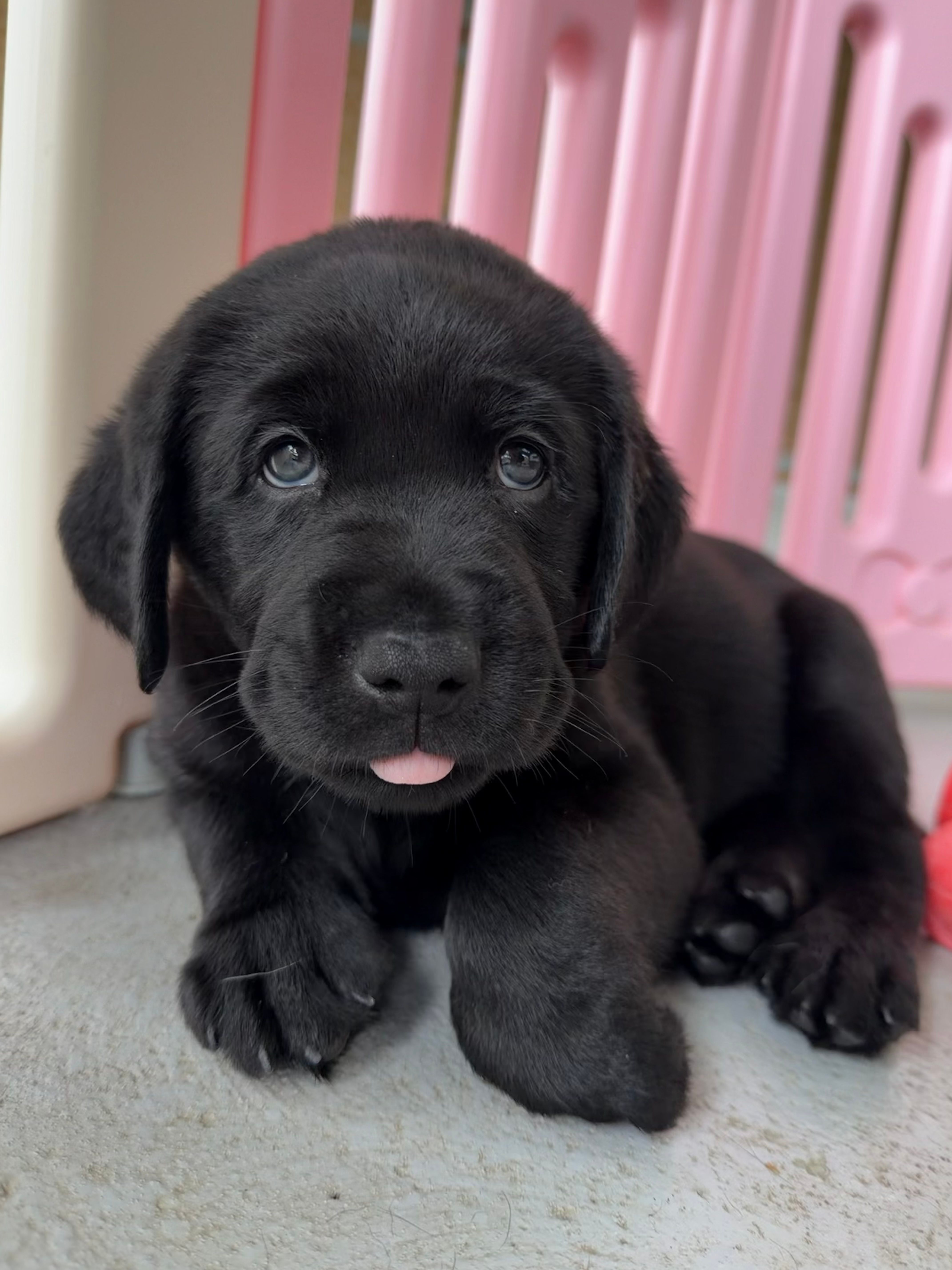 A black Labrador puppy looking at the camera.