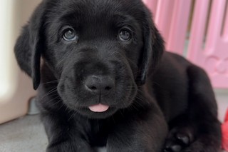 A black Labrador puppy looking at the camera.