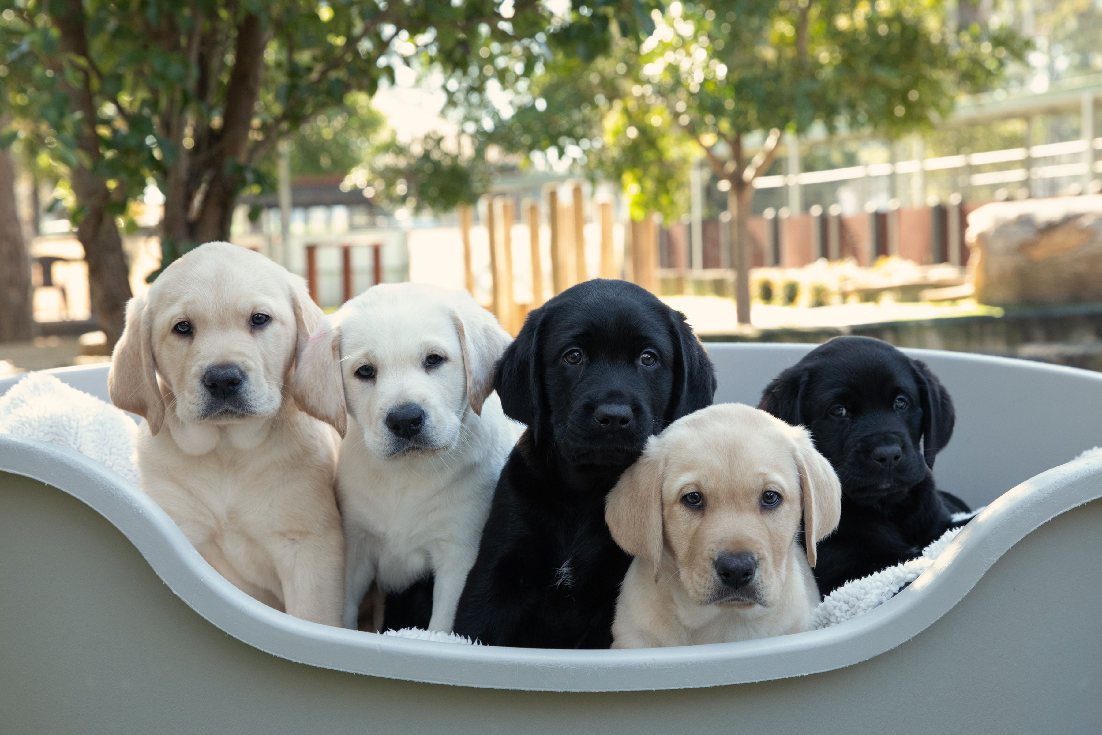 Yellow and black Labrador puppies looking at the camera.