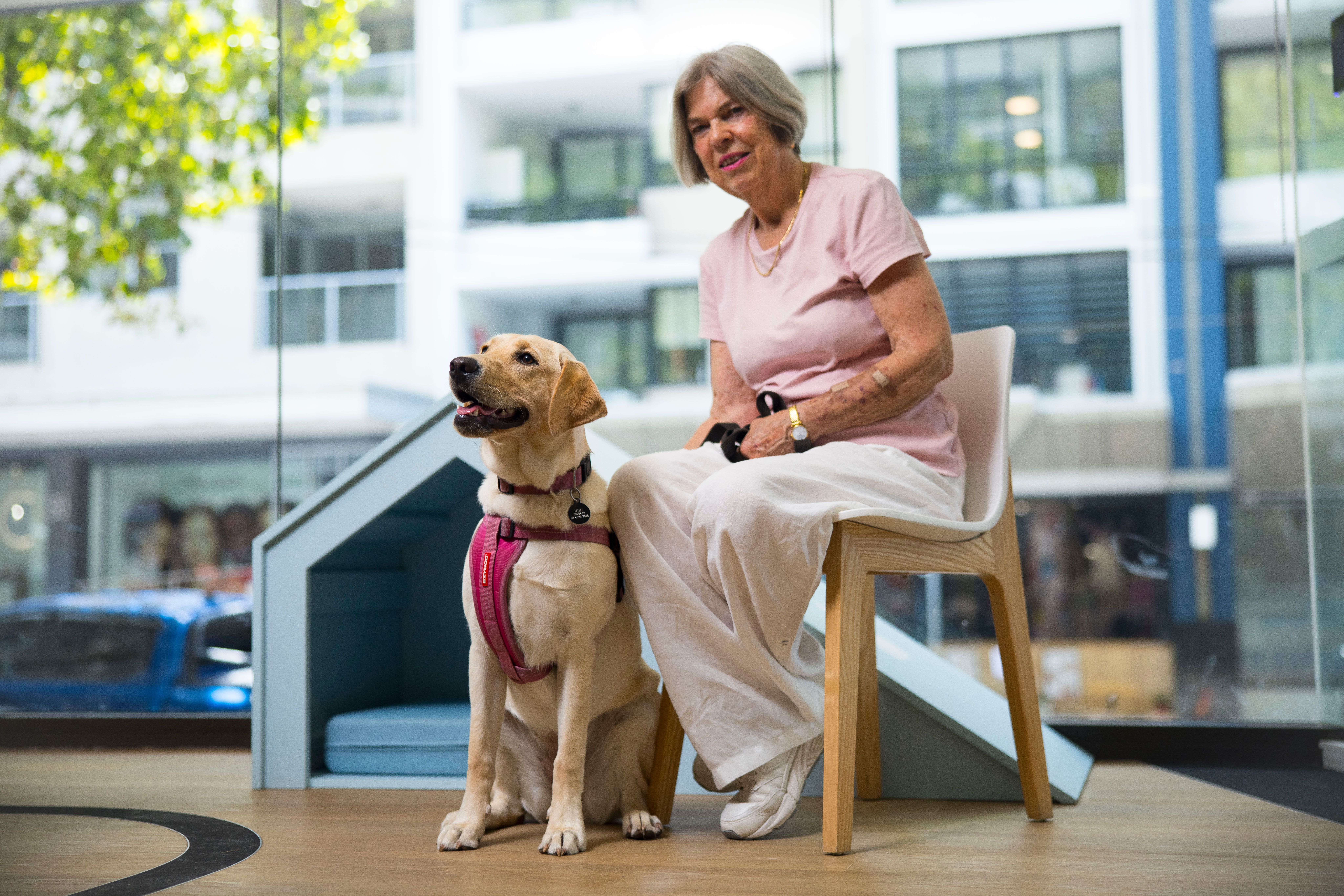 A Puppy Raiser sitting next to a yellow Labrador puppy.