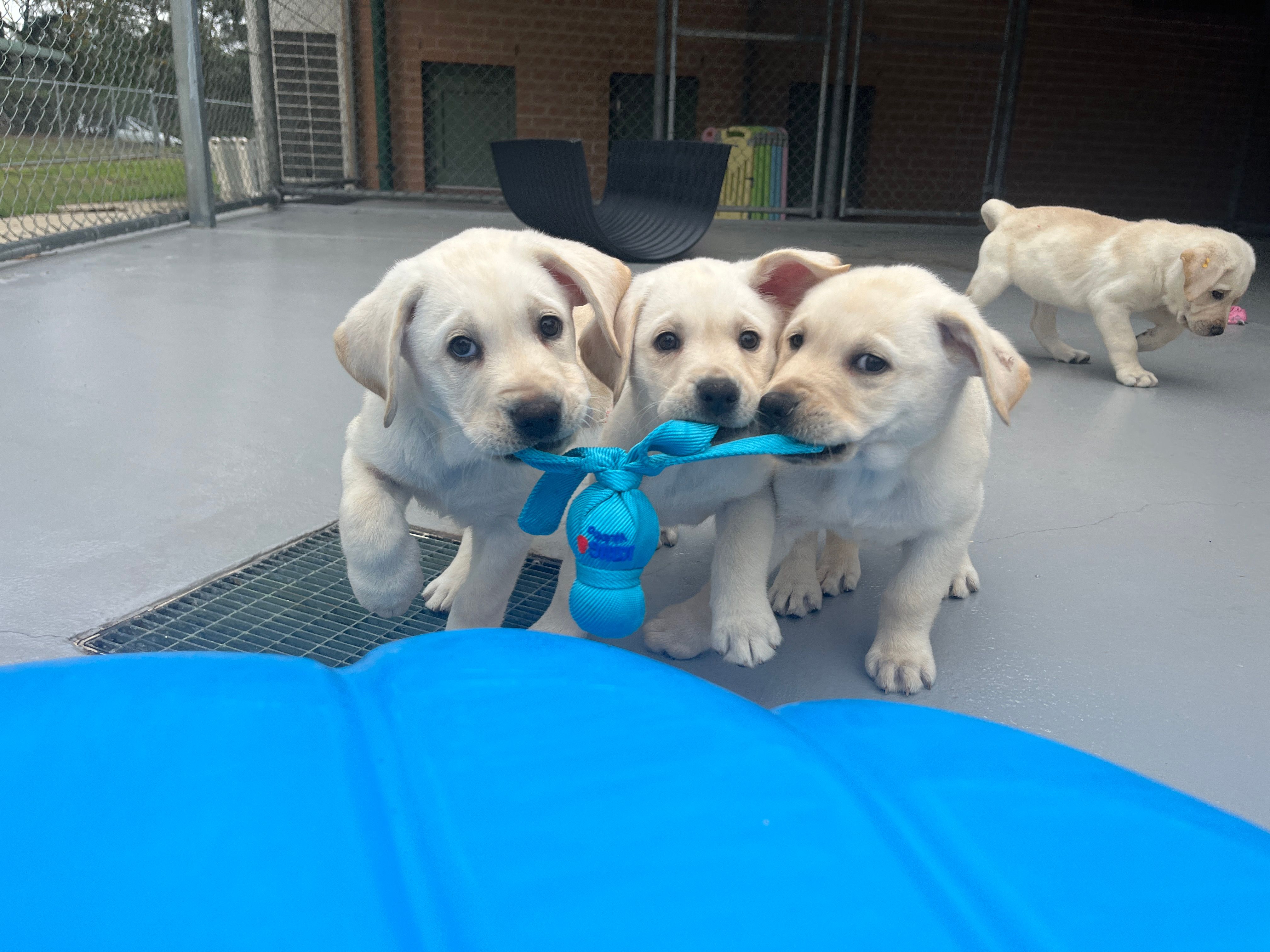 Three Labrador puppies playing with a toy.