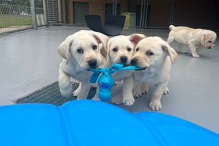 Three Labrador puppies playing with a toy.