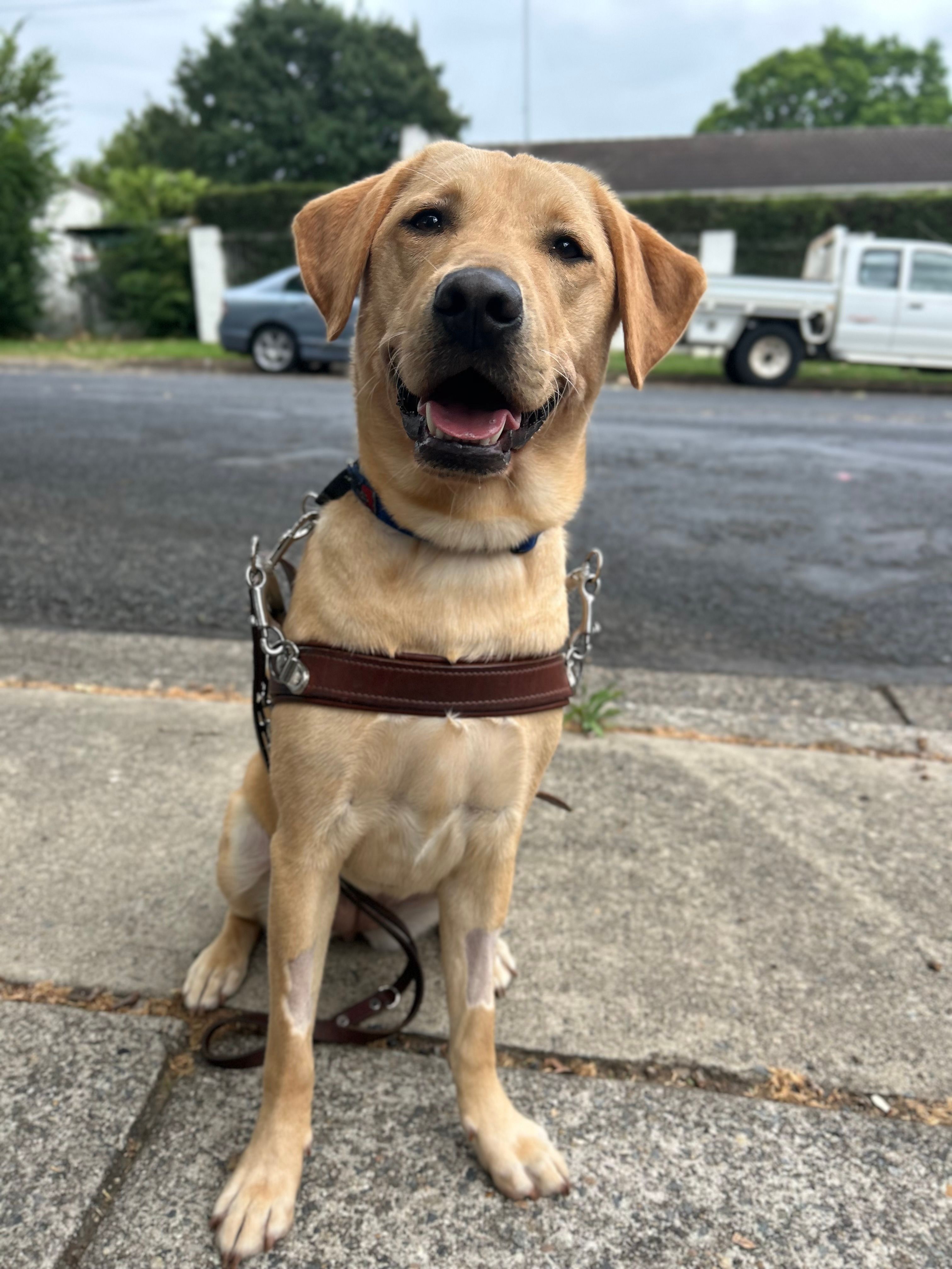 Yellow Labrador Guide Dog Aileen.