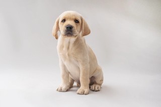 A yellow Labrador puppy sitting.