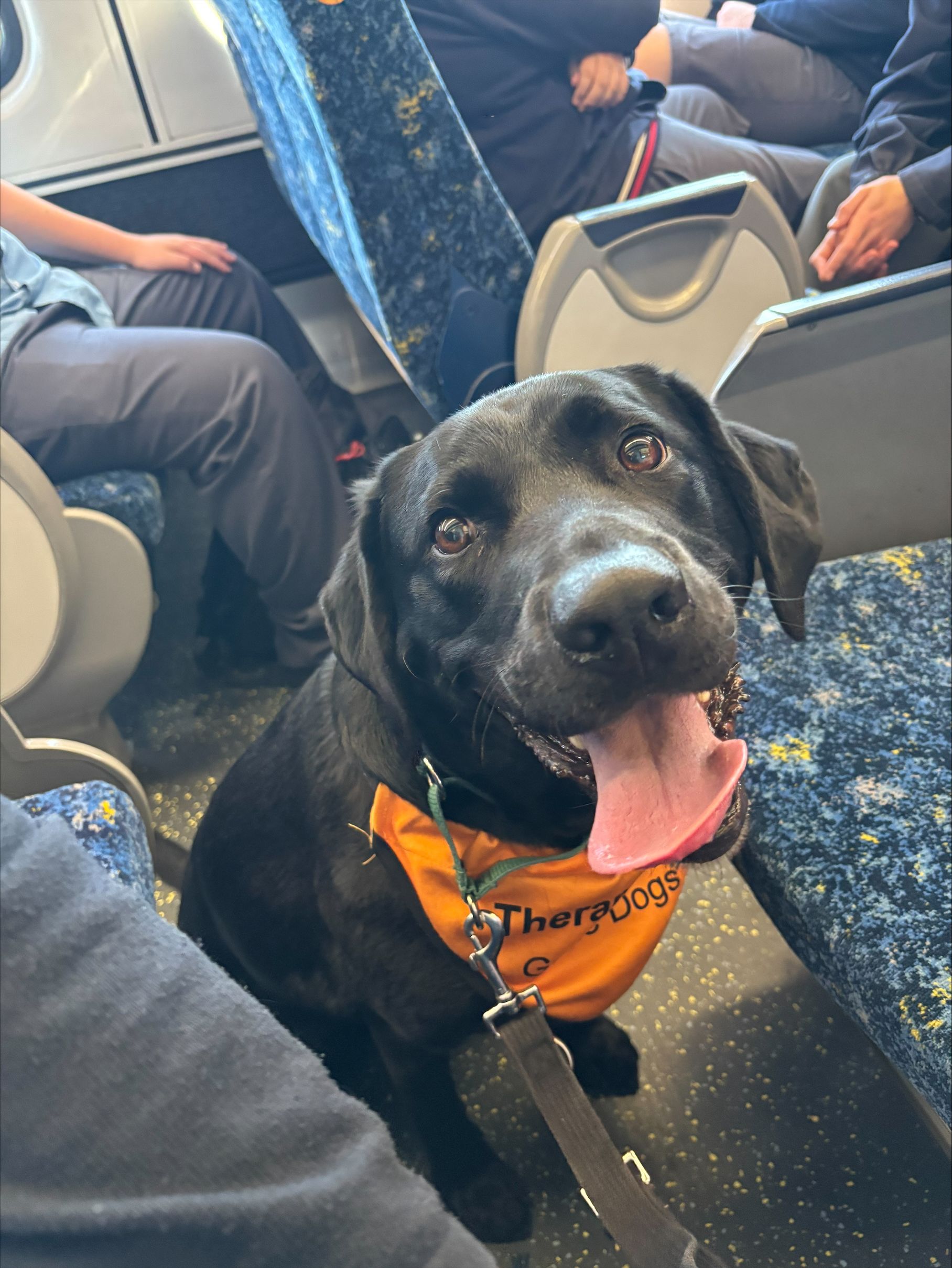 Black Labrador Therapy Dog Hugo sitting and looking at the camera.