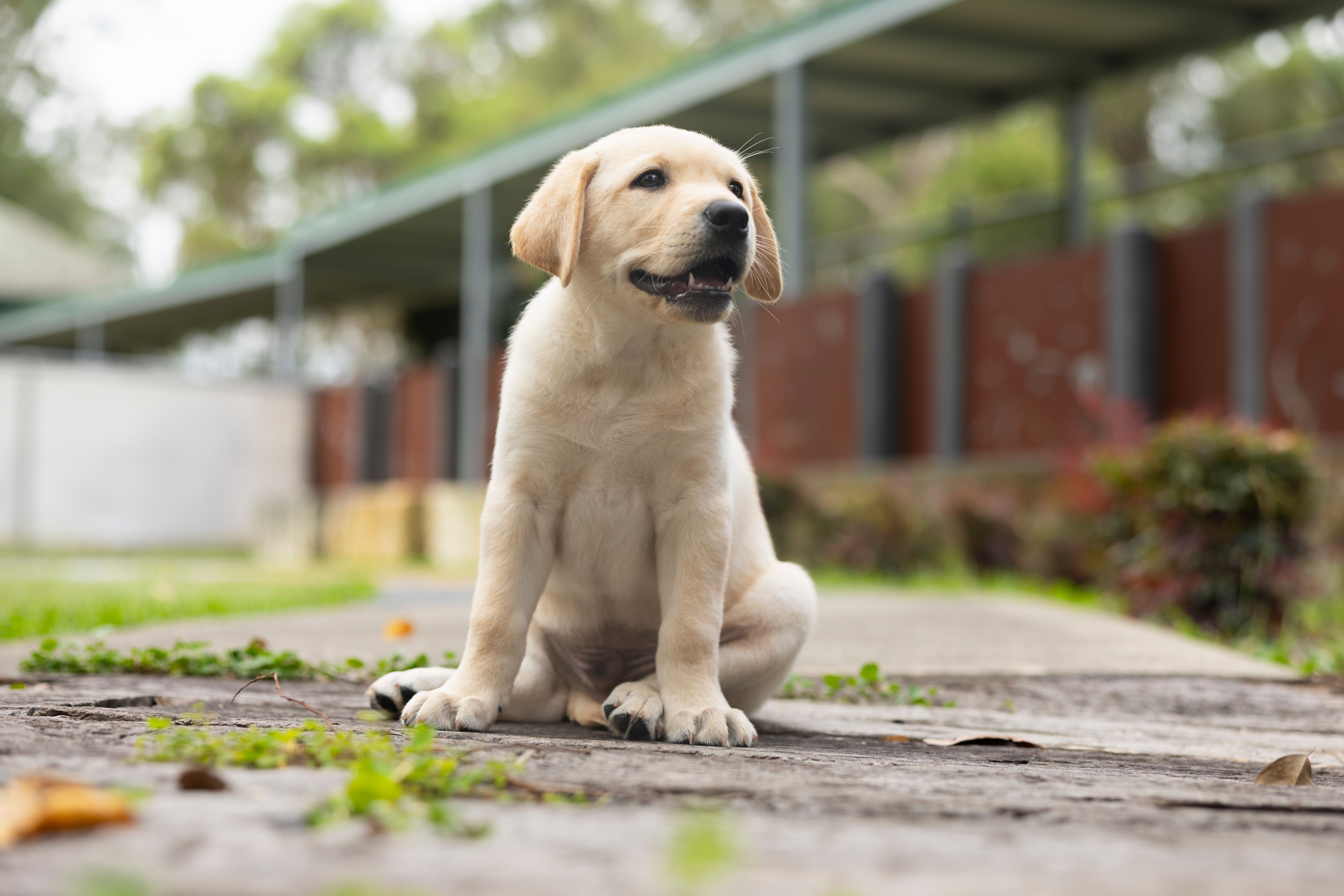 A yellow Labrador puppy sitting.