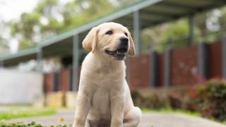 A yellow Labrador puppy sitting.