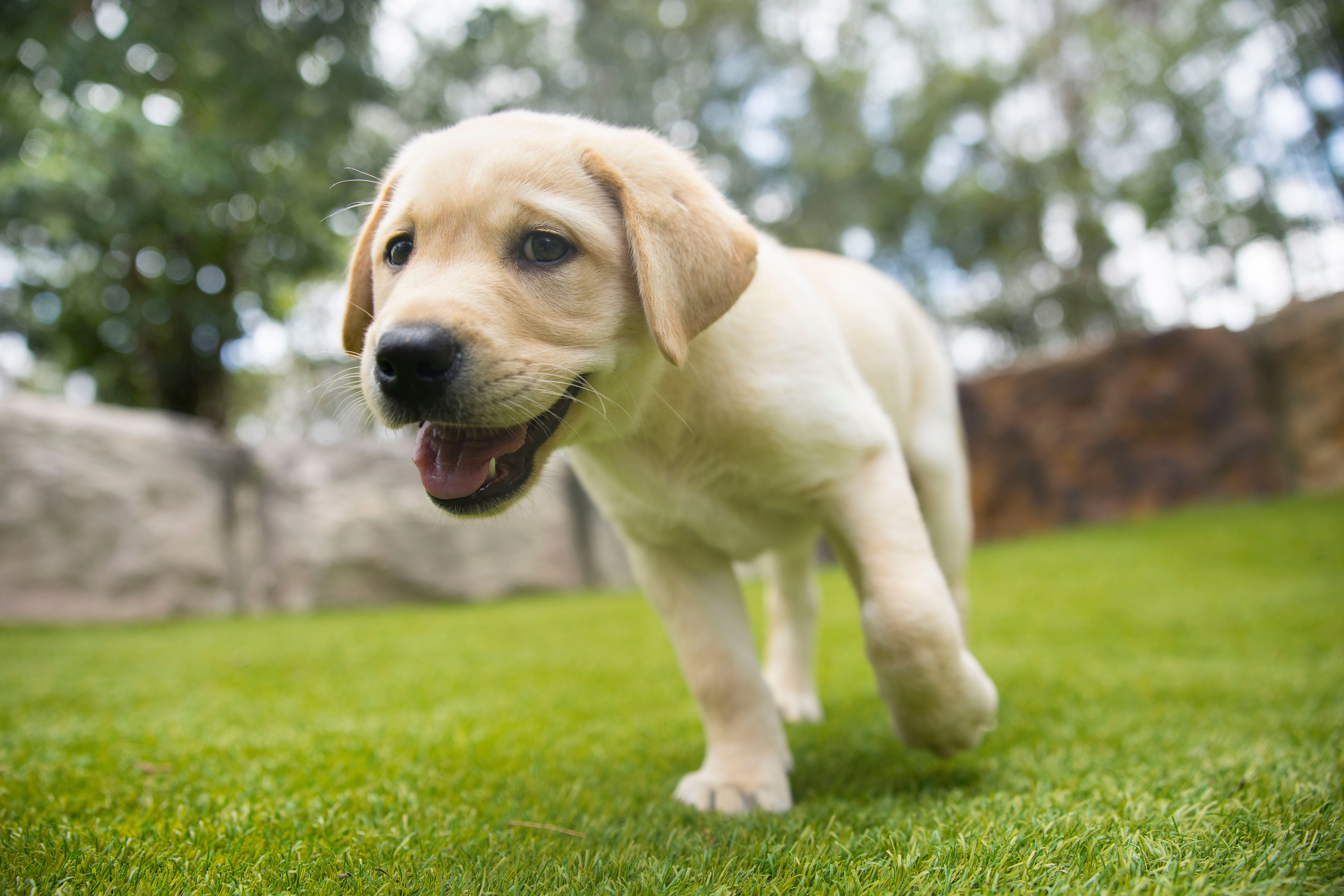 A yellow Labrador puppy running. 