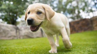 A yellow Labrador puppy running.