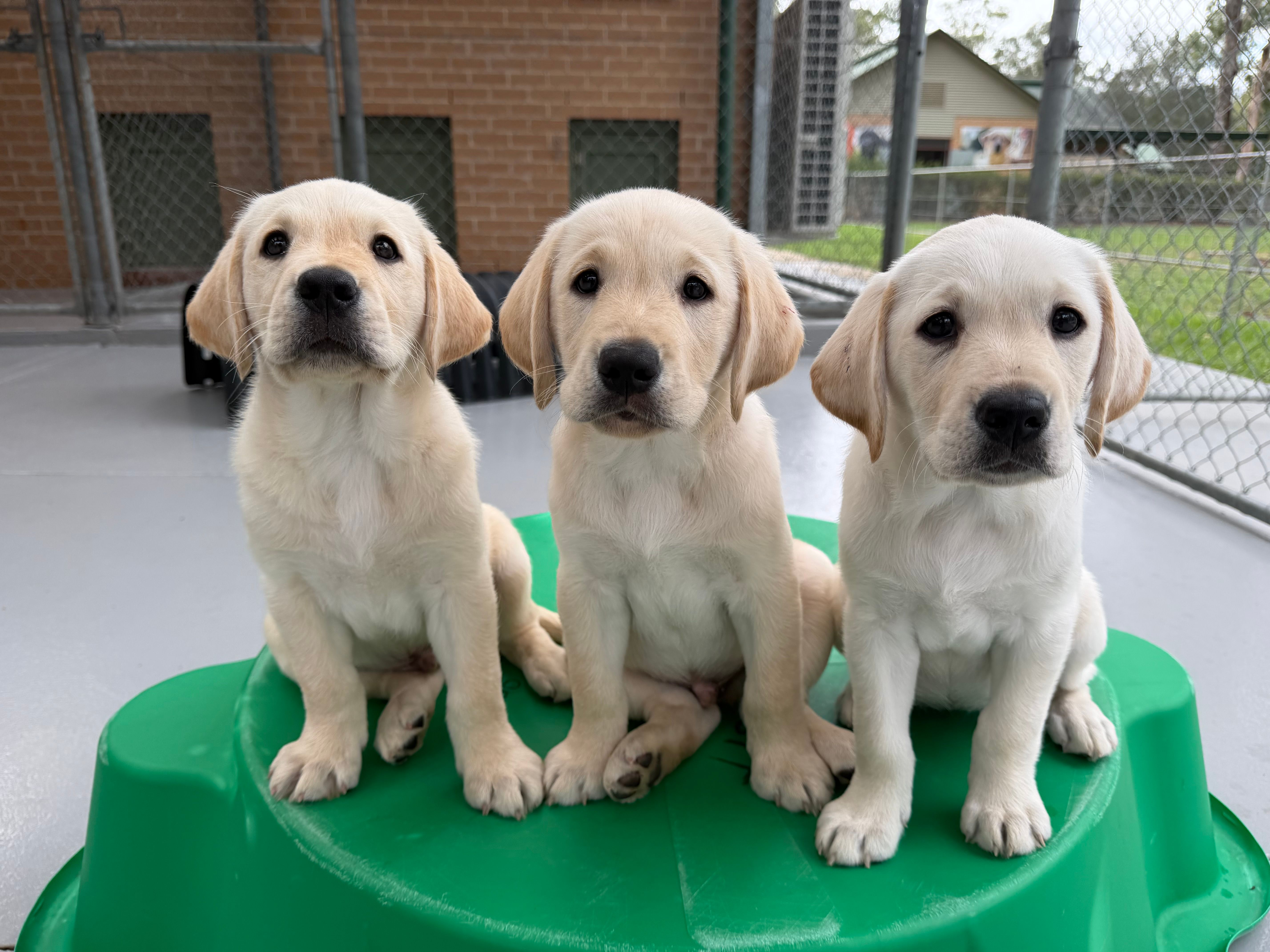 Three Labrador puppies sitting together.