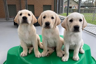 Three Labrador puppies sitting together.