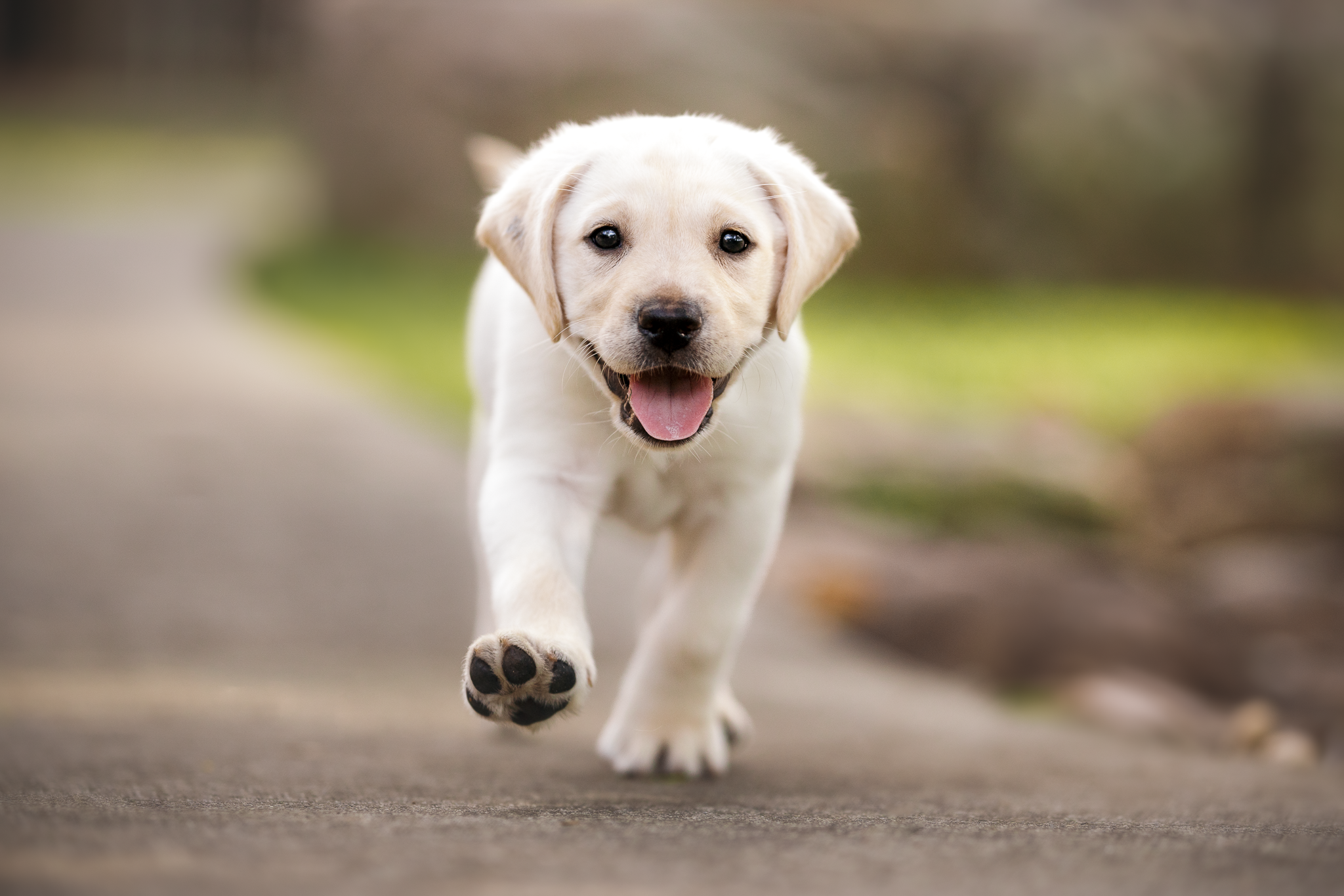 A yellow Labrador puppy walking towards the camera.