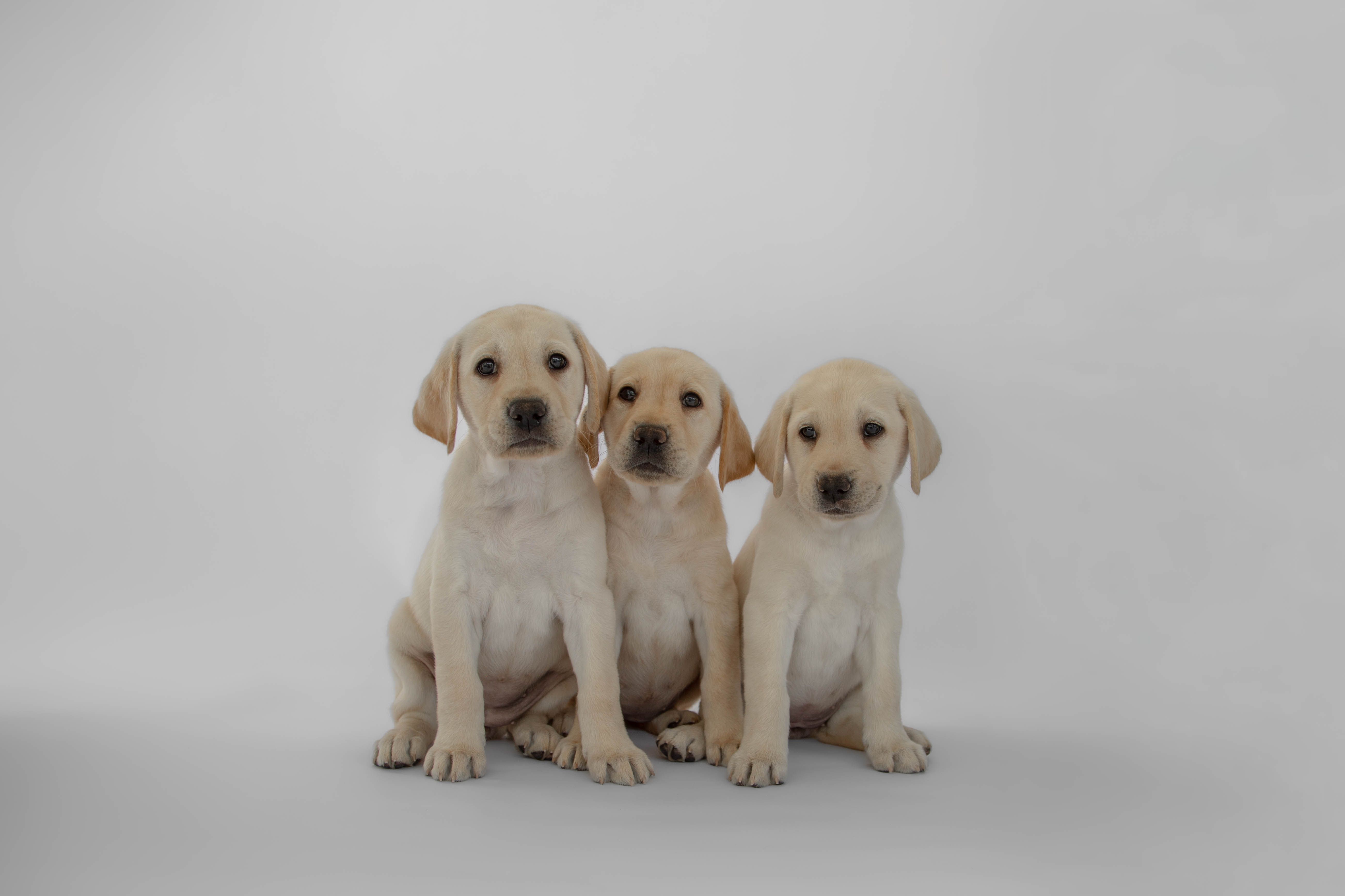 Hollywood Litter sitting and looking at the camera.