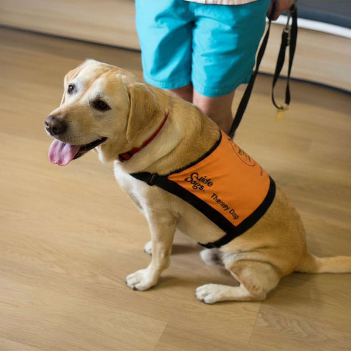 A yellow Labrador Therapy Dog sitting in their coat.