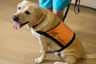 A yellow Labrador Therapy Dog sitting in their coat.