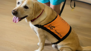 A yellow Labrador Therapy Dog sitting in their coat.