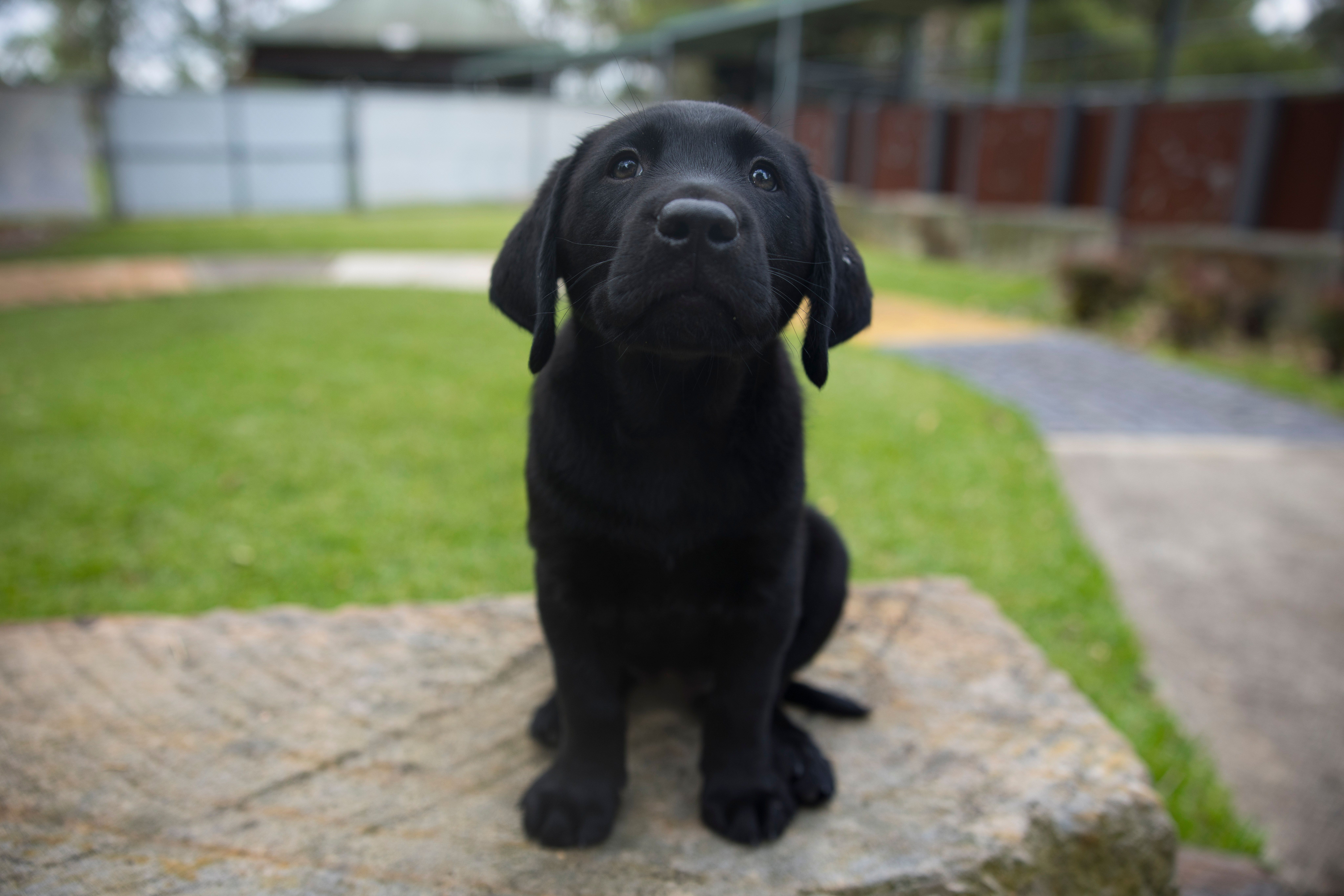 A black Labrador puppy sitting. 